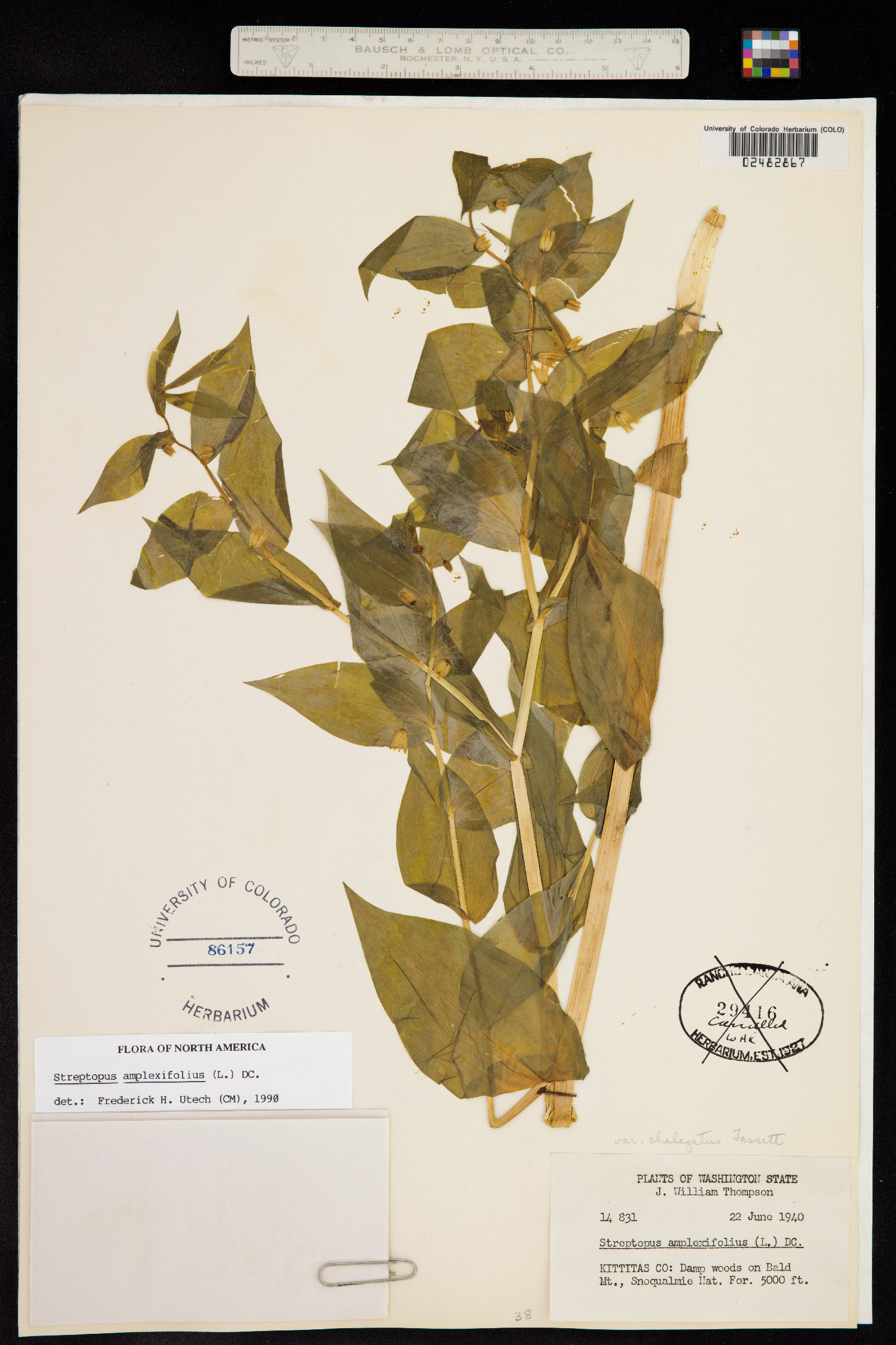 Streptopus amplexifolius image