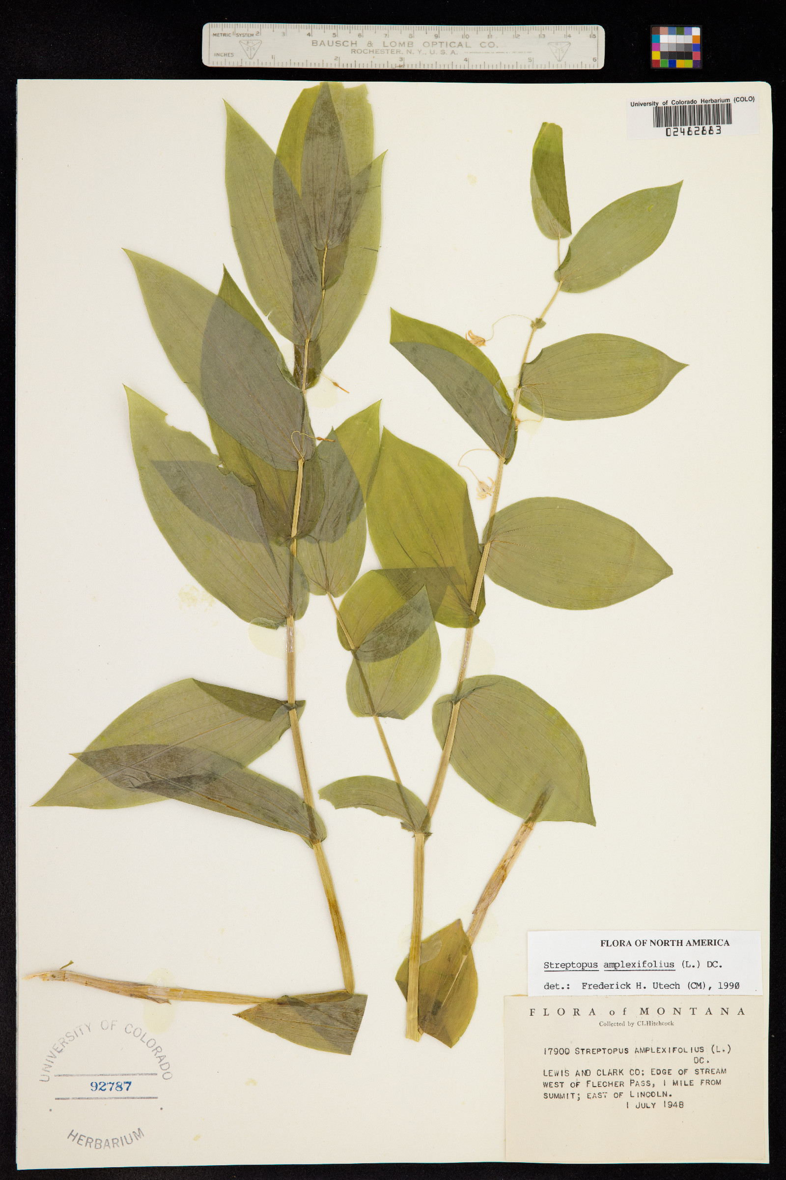 Streptopus amplexifolius image