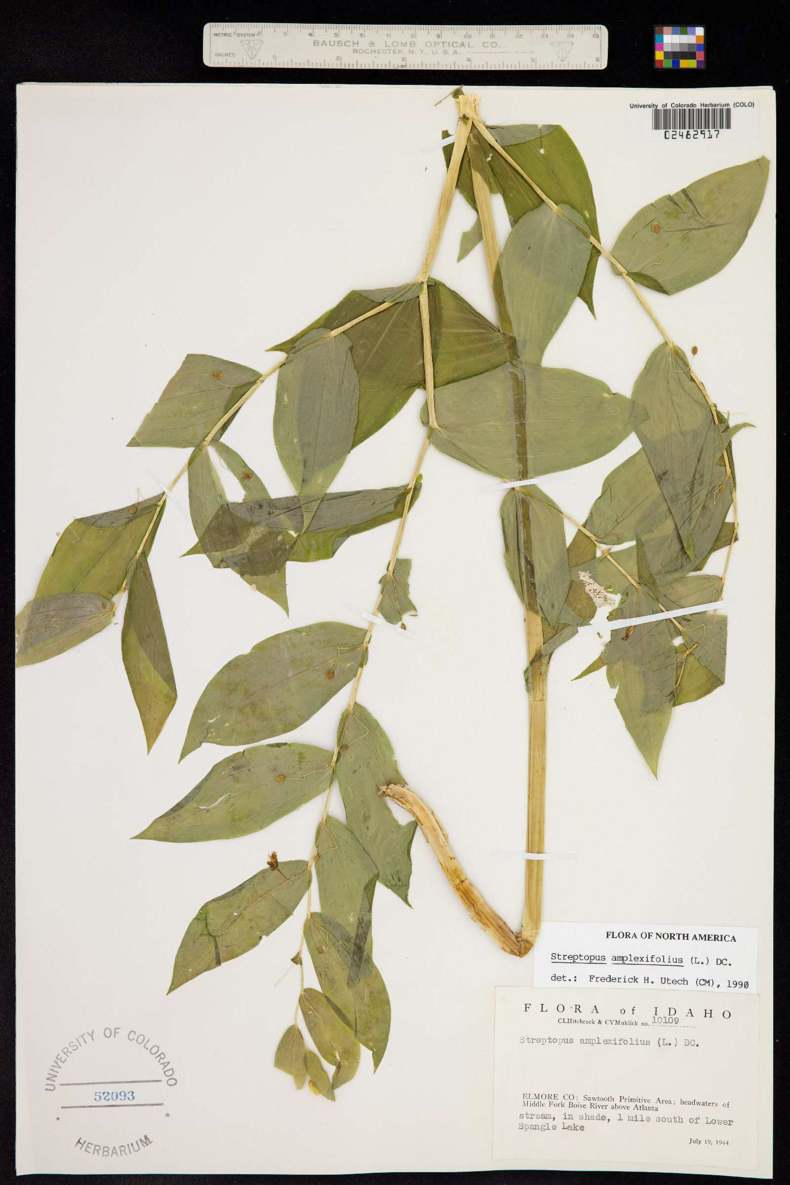 Streptopus amplexifolius image