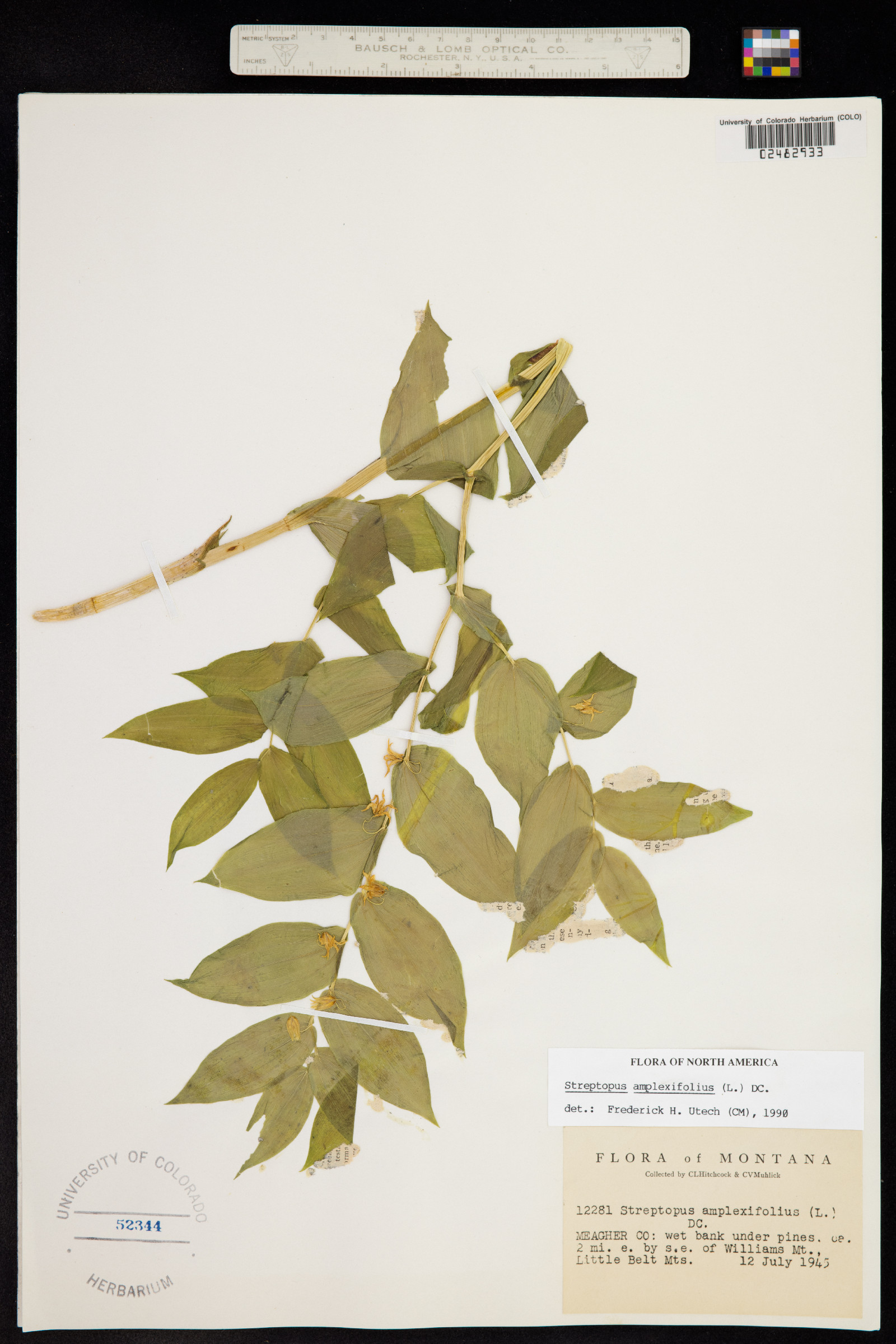 Streptopus amplexifolius image