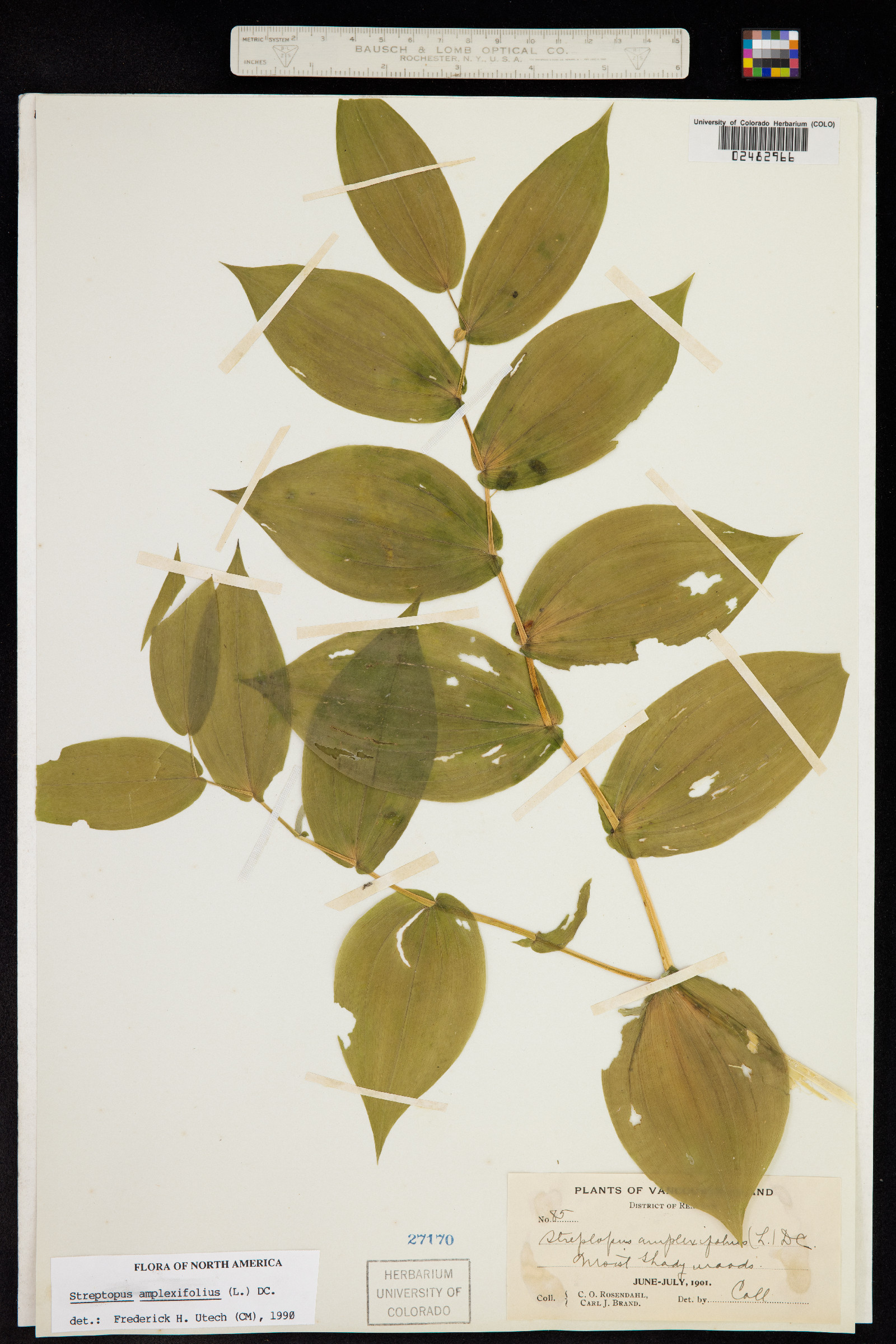 Streptopus amplexifolius image