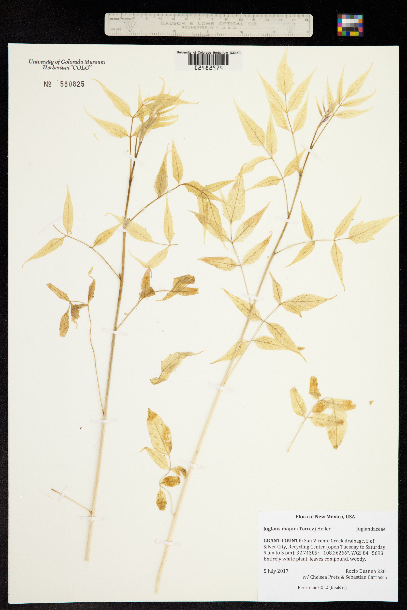 Juglans major image