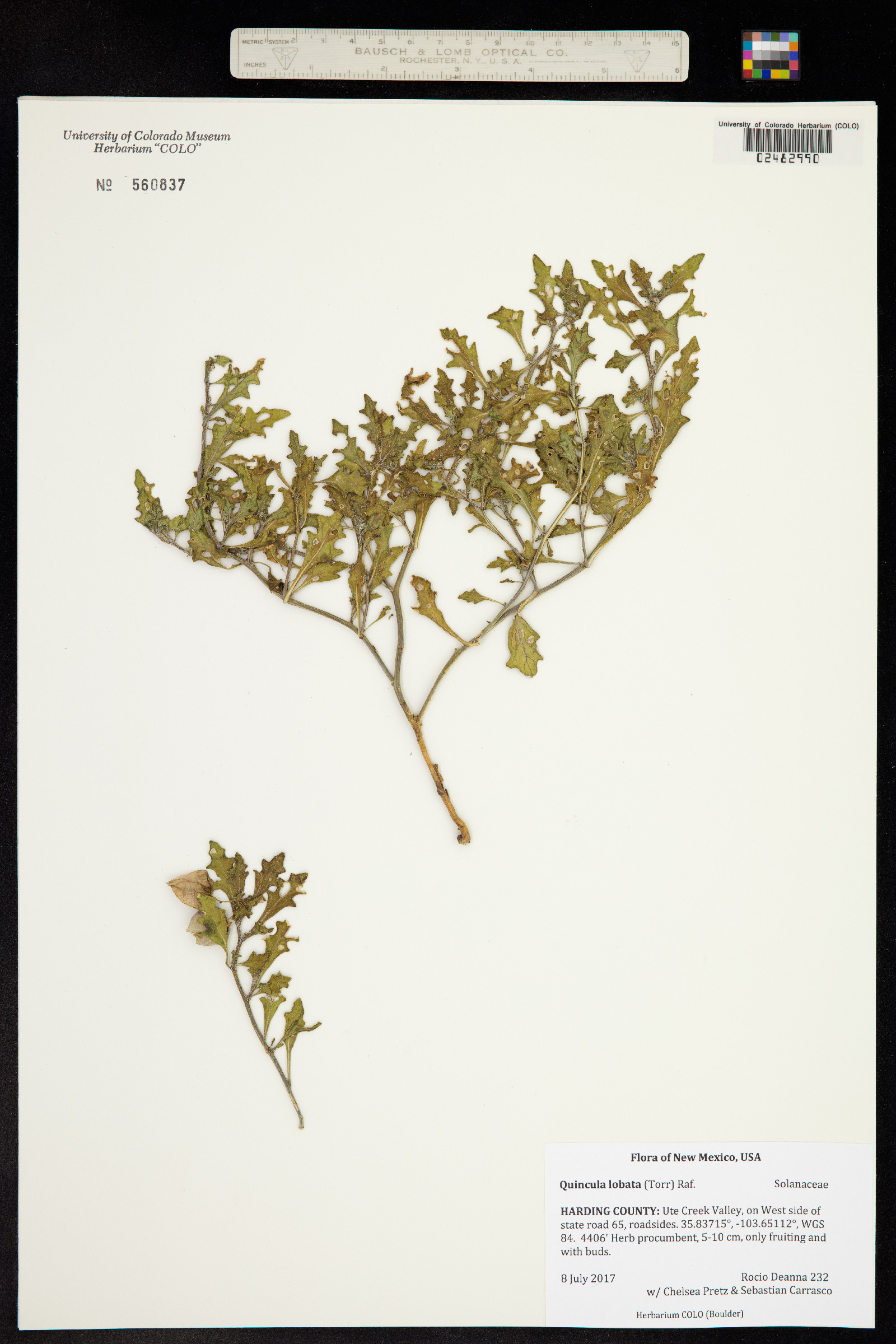 Quincula lobata image