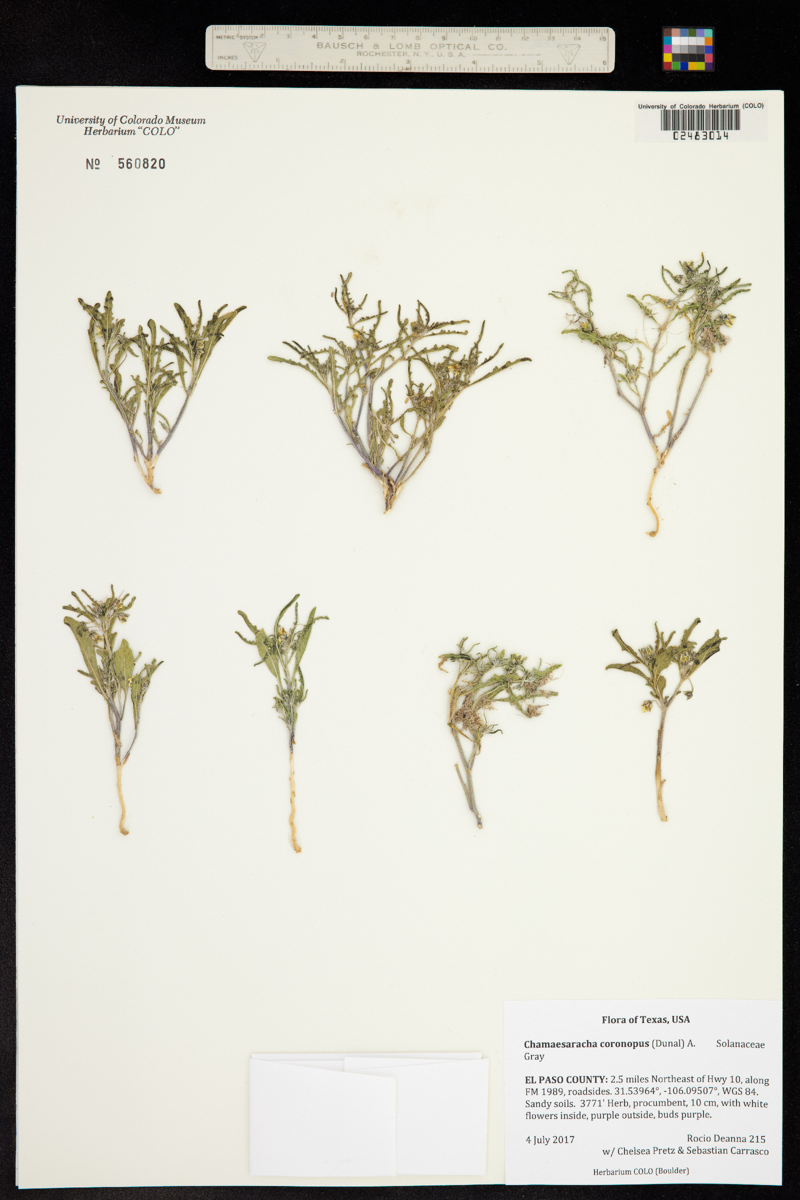 Chamaesaracha coronopus image