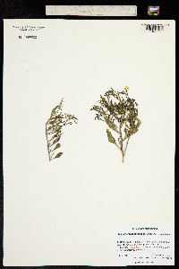 Chamaesaracha coronopus image