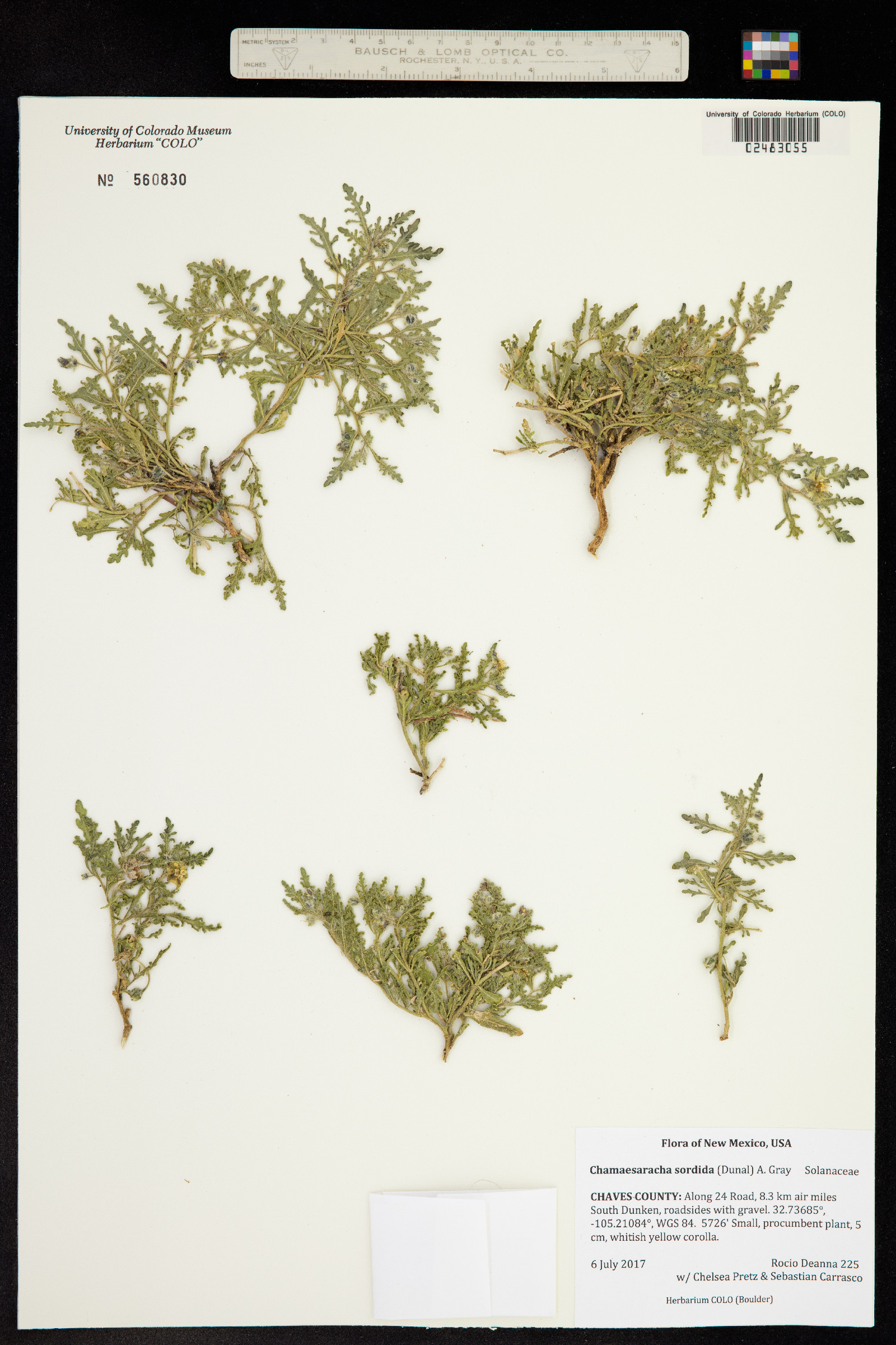 Chamaesaracha image