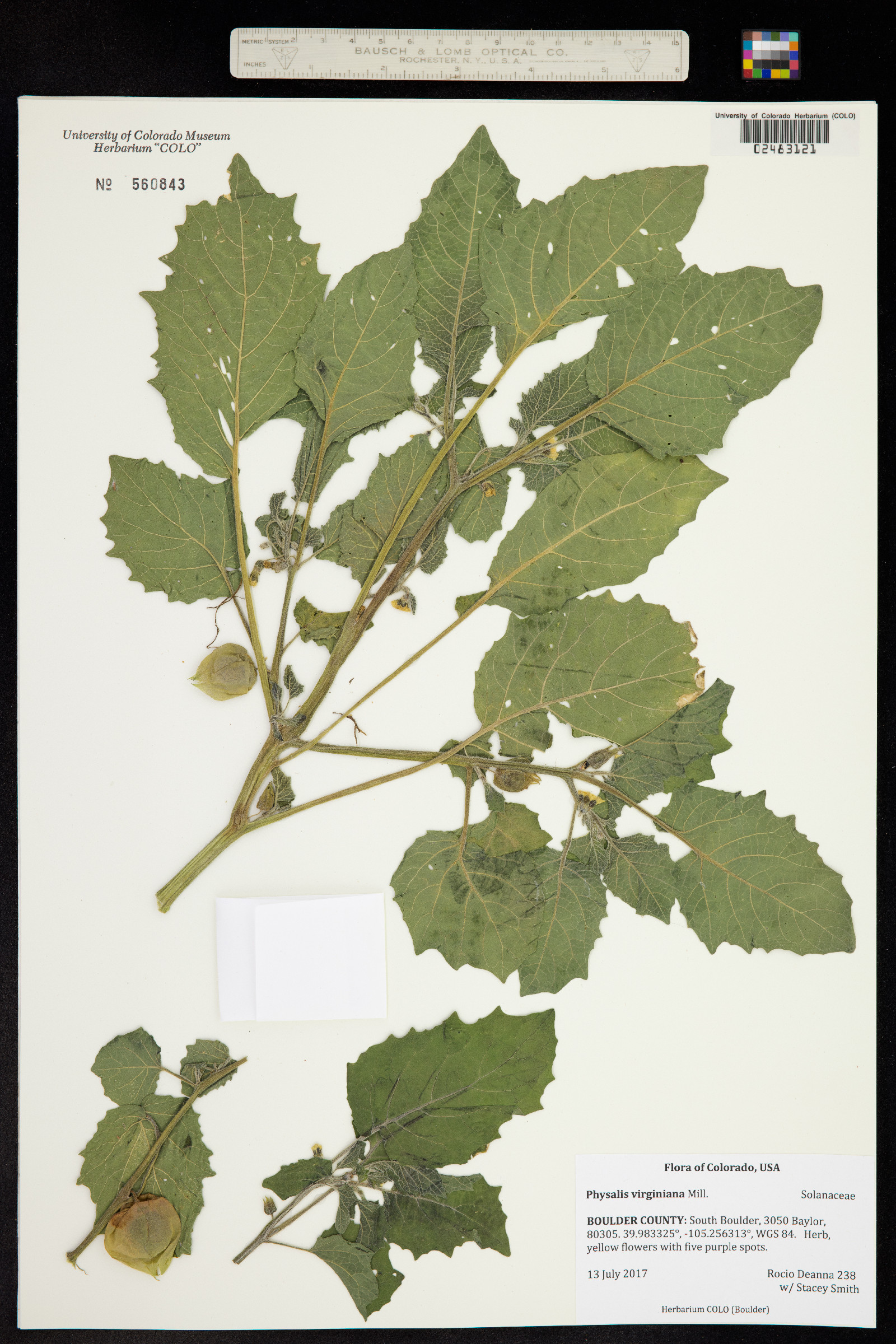 Physalis virginiana image