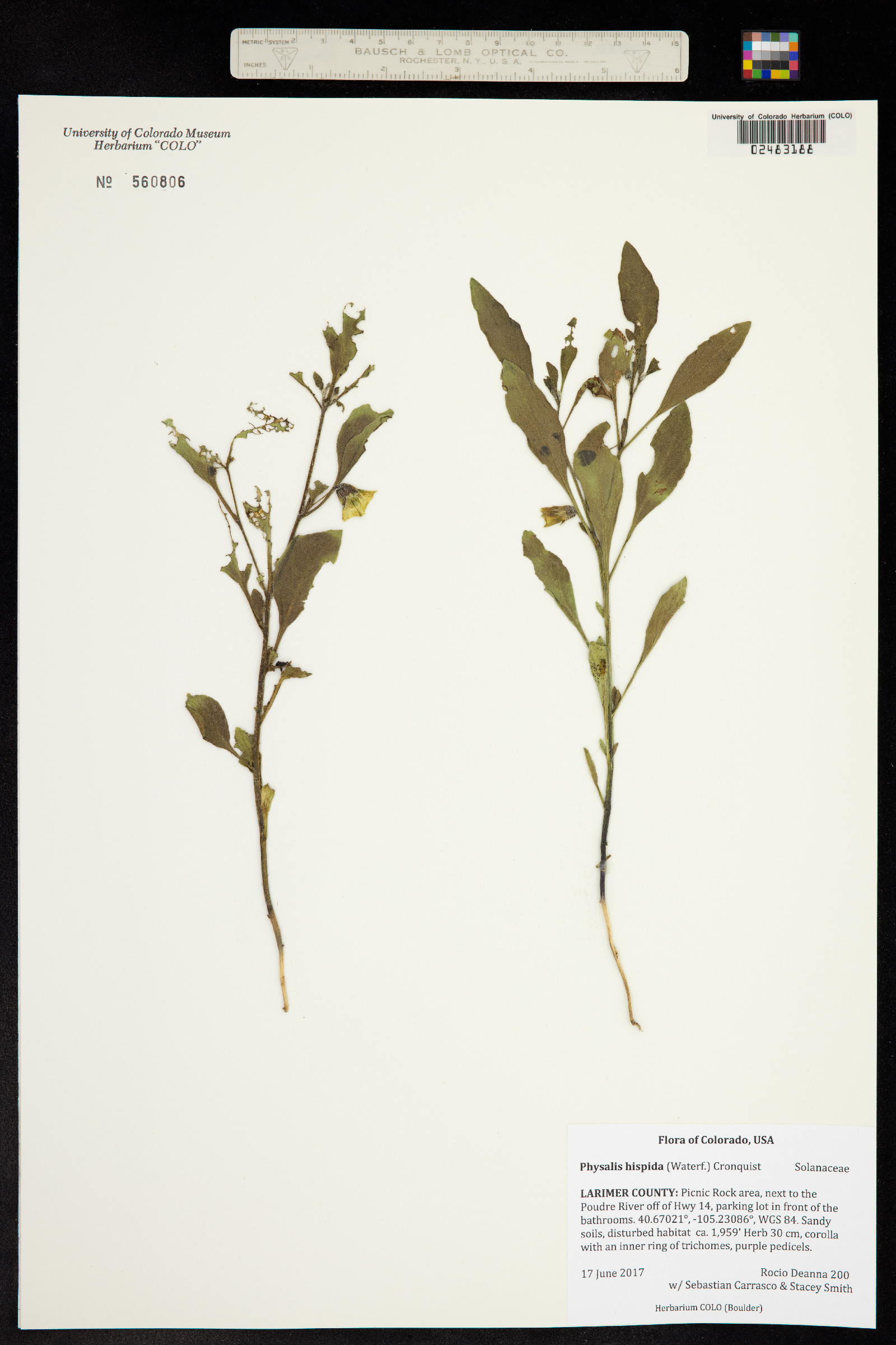 Physalis hispida image