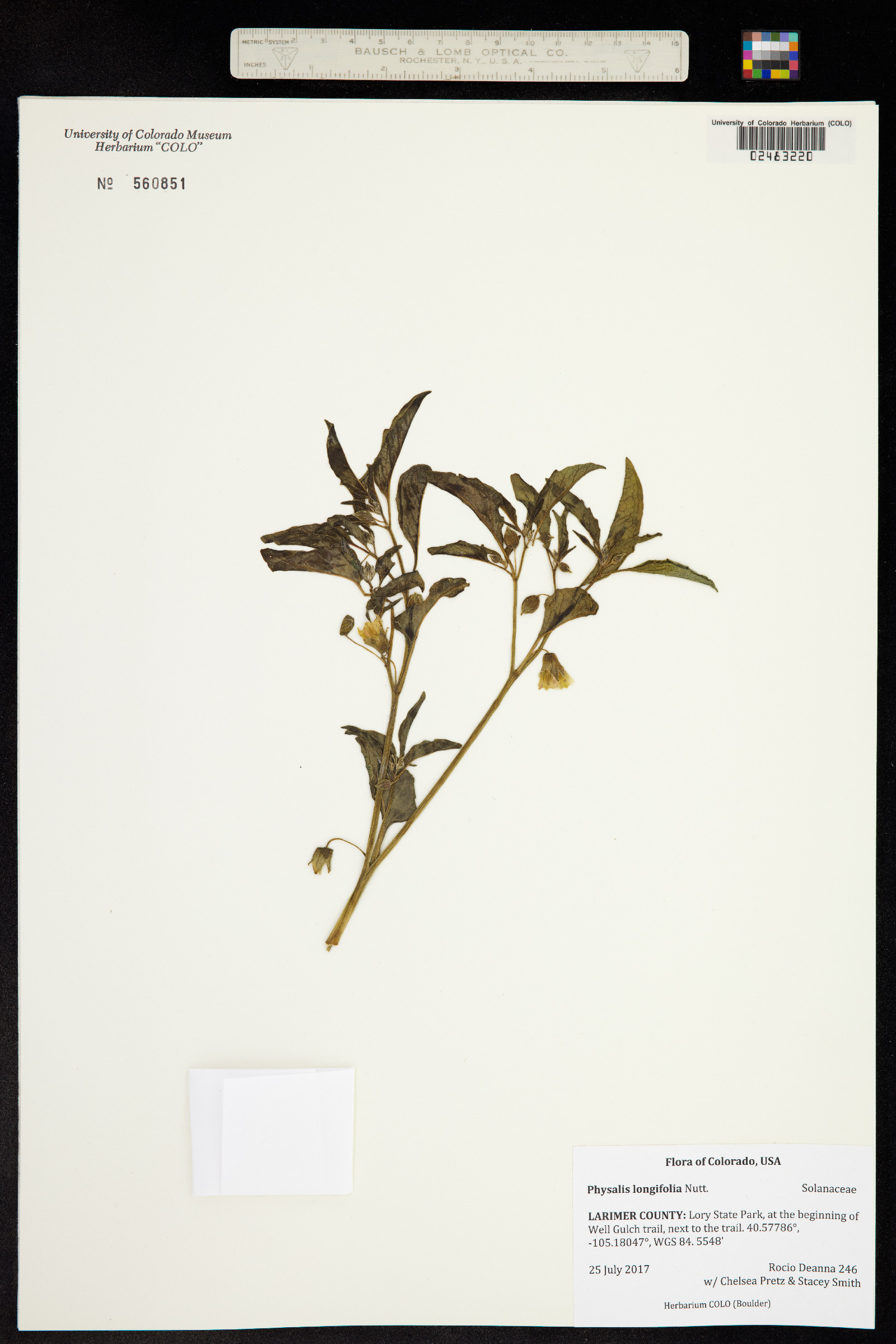 Physalis longifolia image