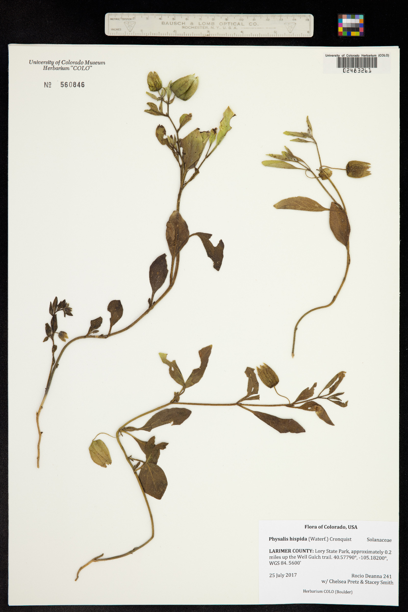 Physalis hispida image