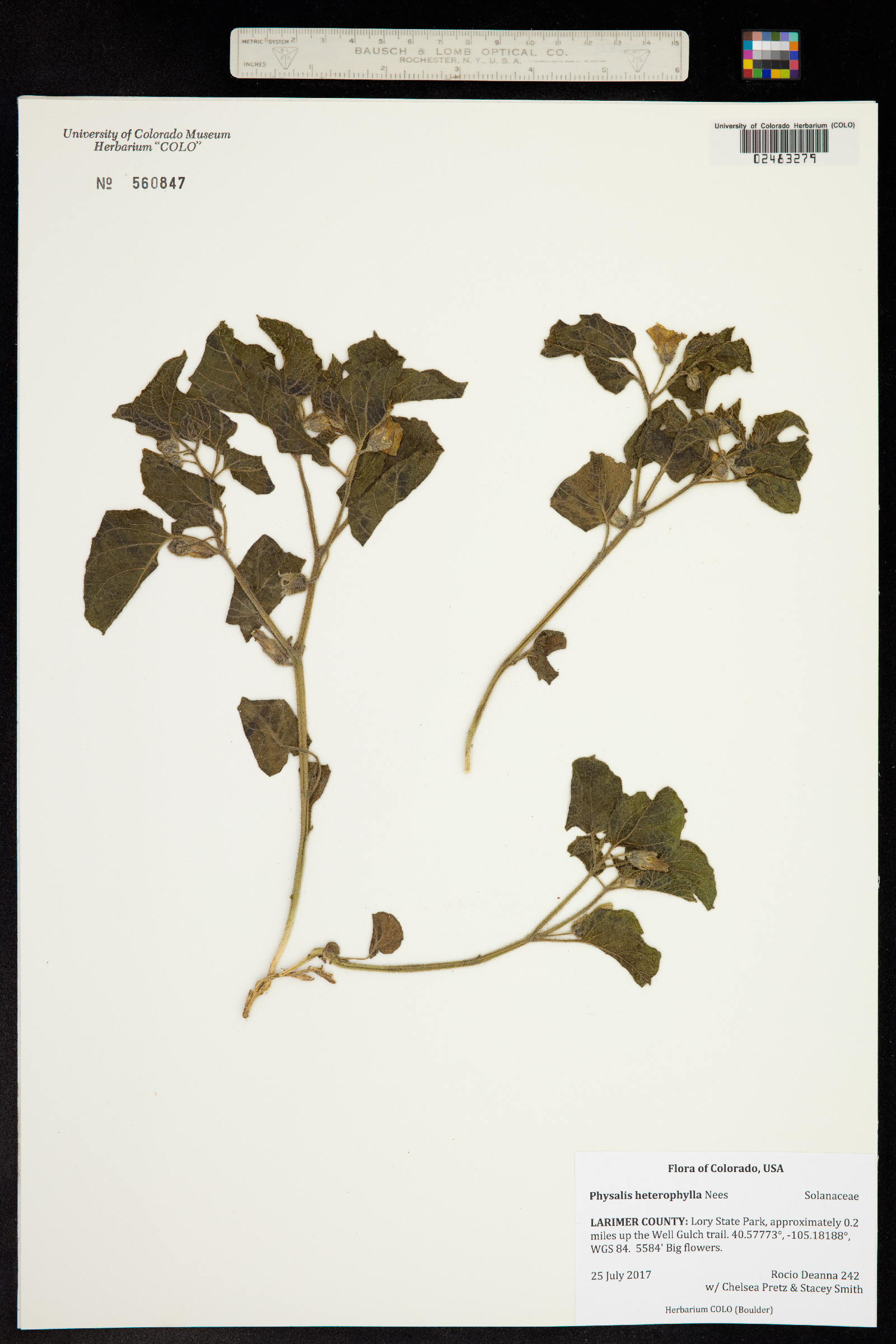 Solanaceae image