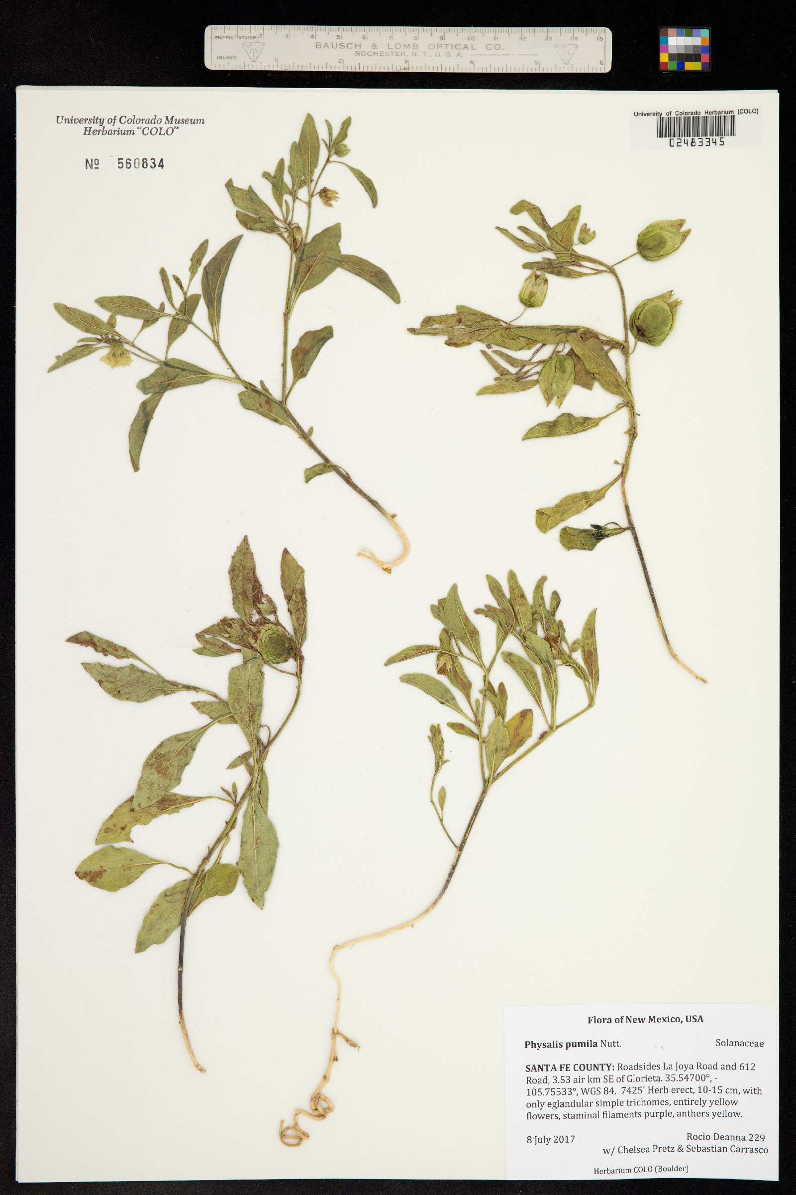 Physalis pumila image