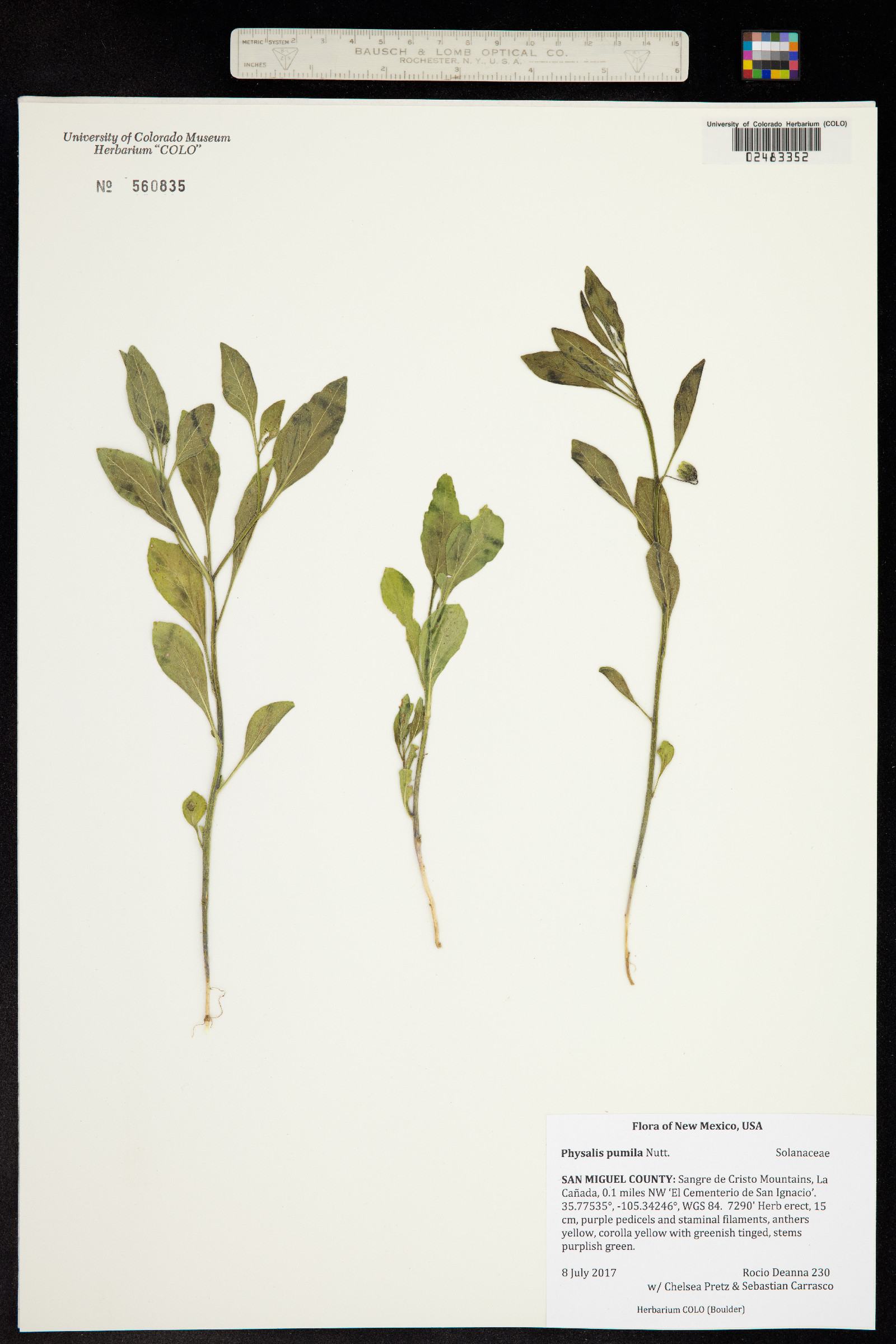 Physalis pumila image