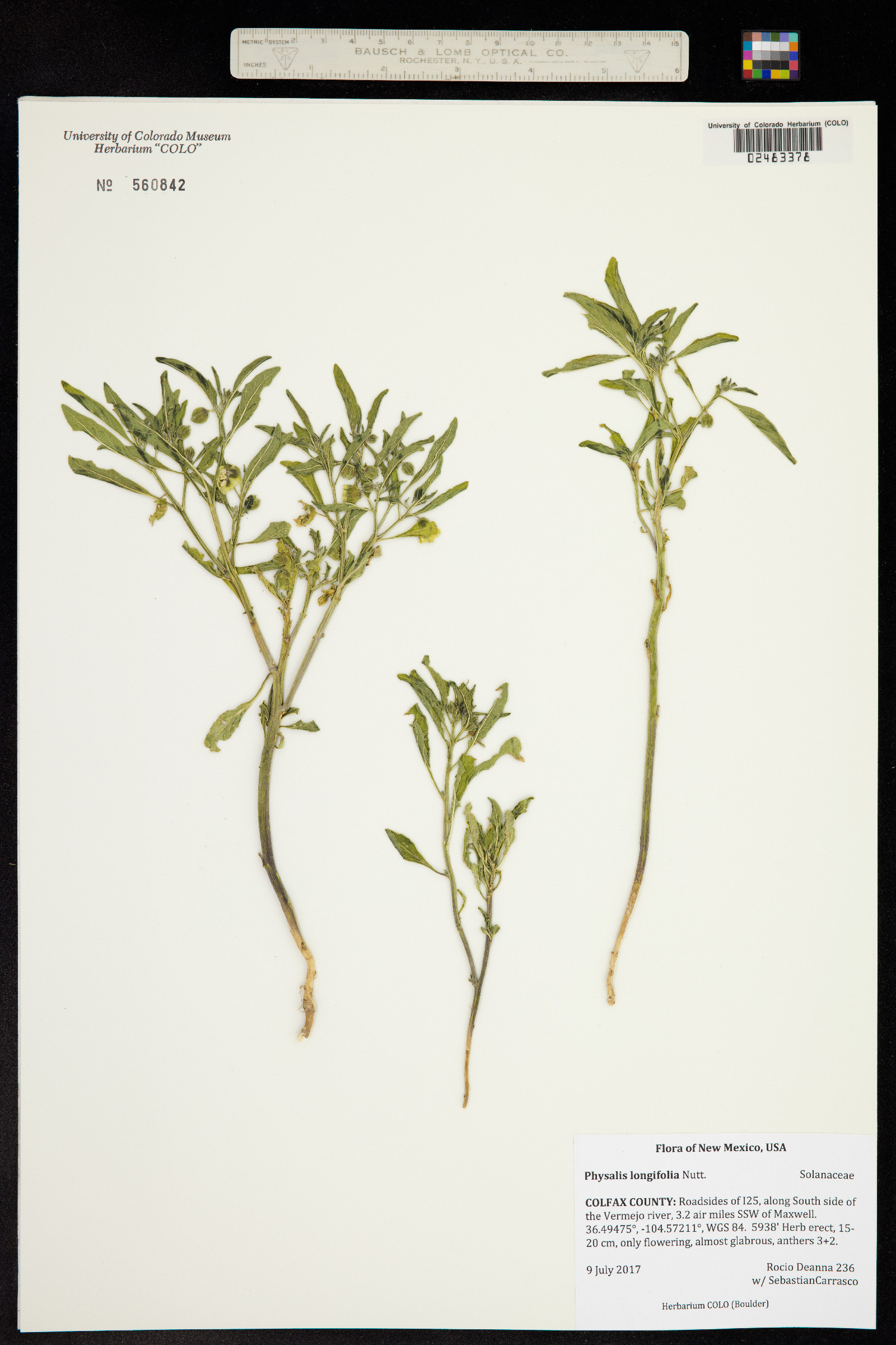 Physalis longifolia image