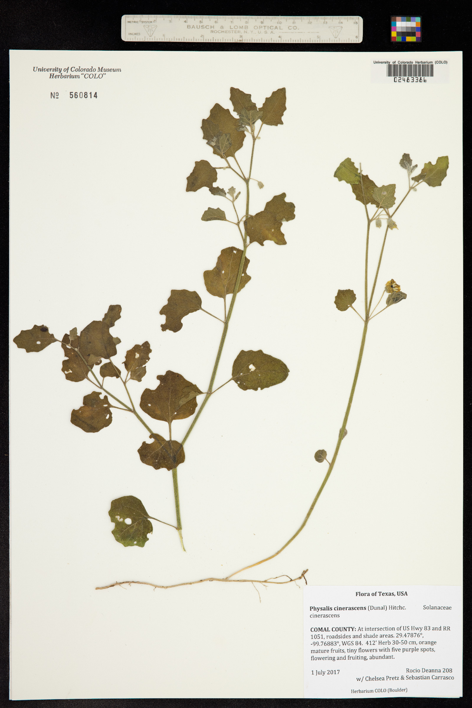 Physalis cinerascens var. cinerascens image
