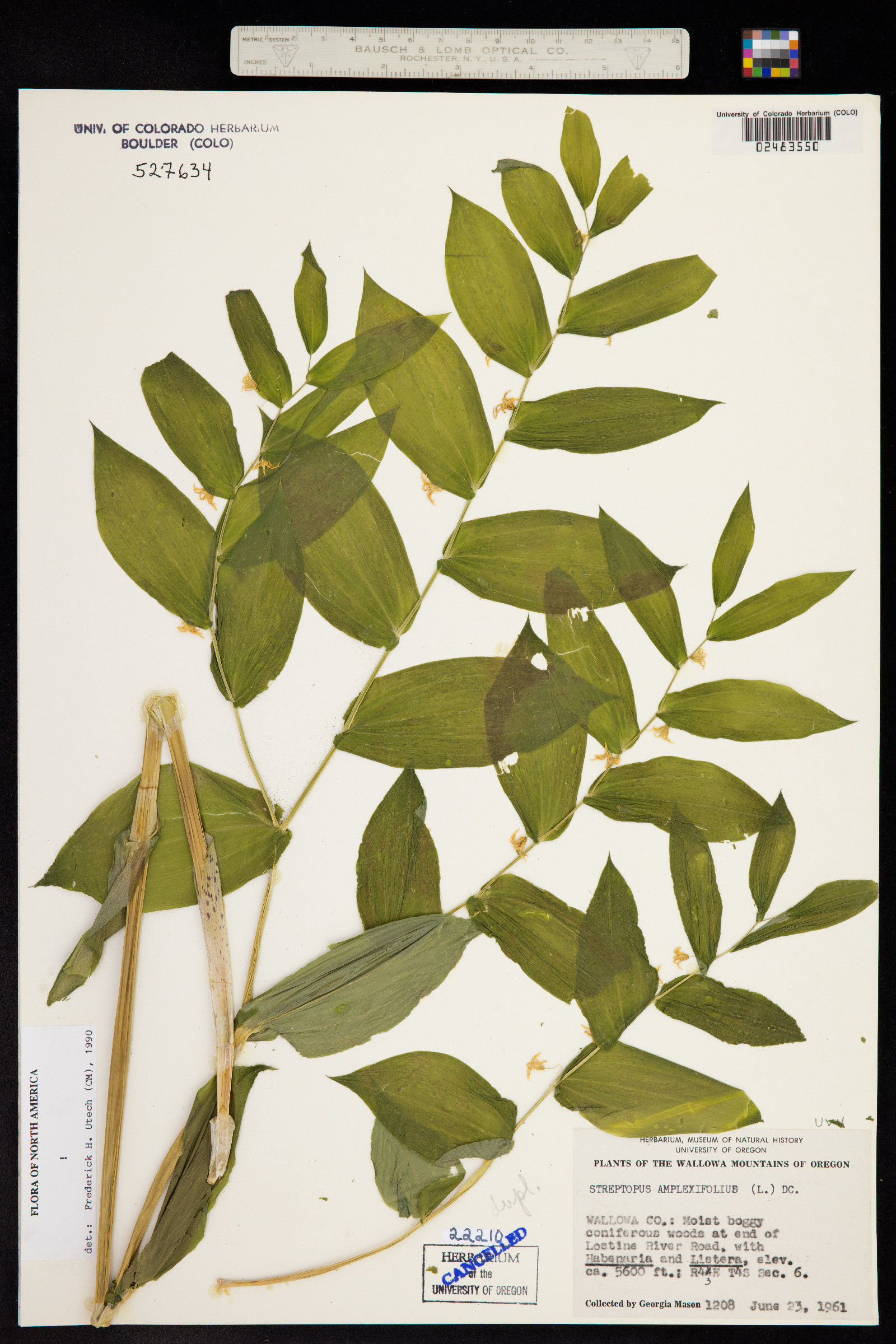 Streptopus amplexifolius image