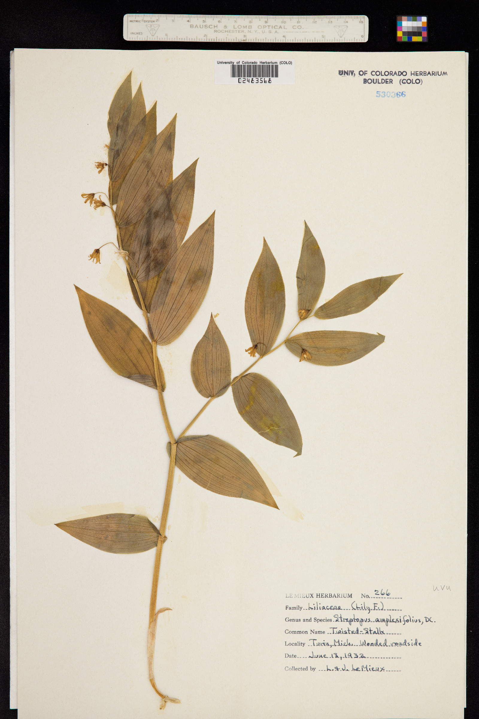 Streptopus amplexifolius image
