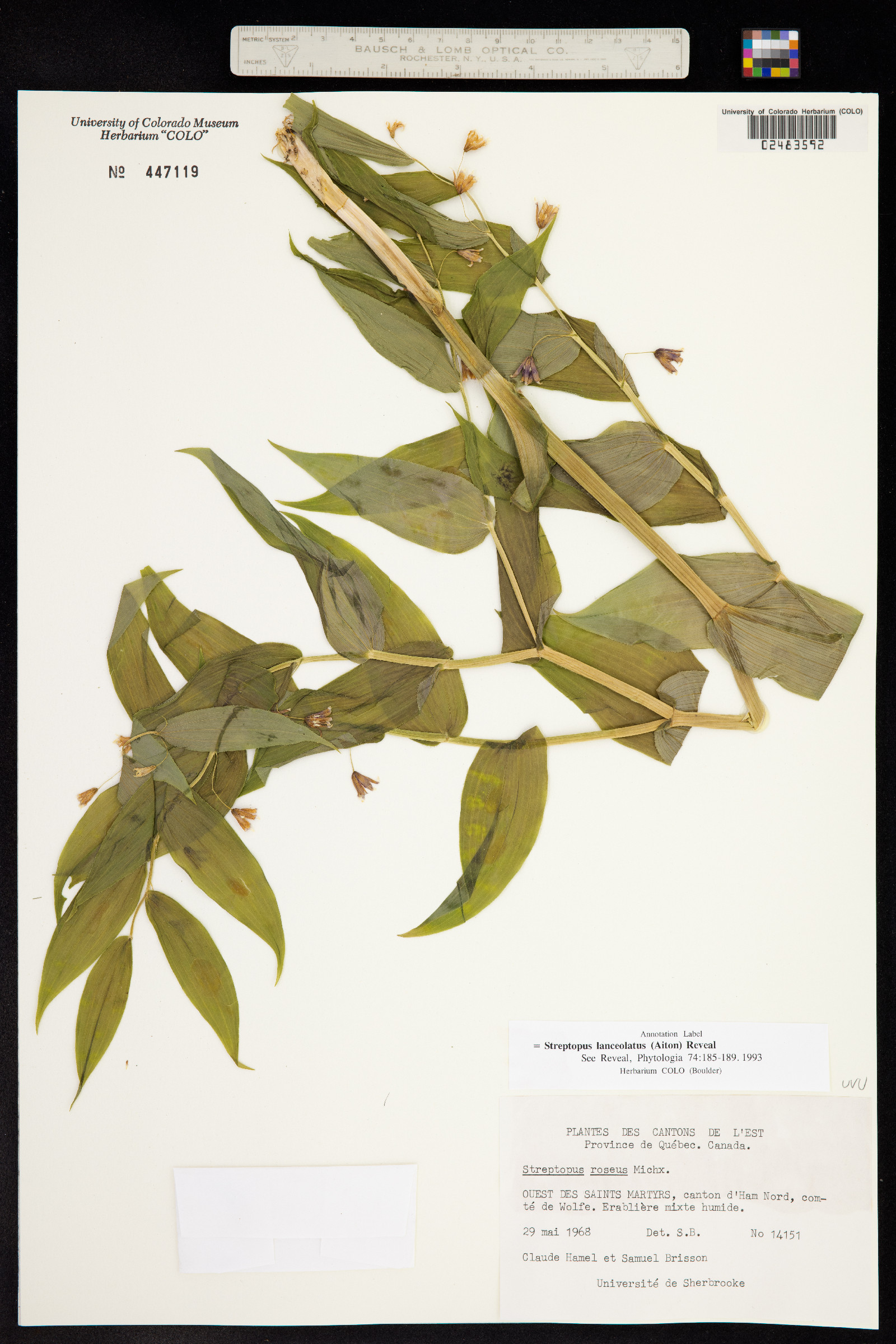 Streptopus lanceolatus image