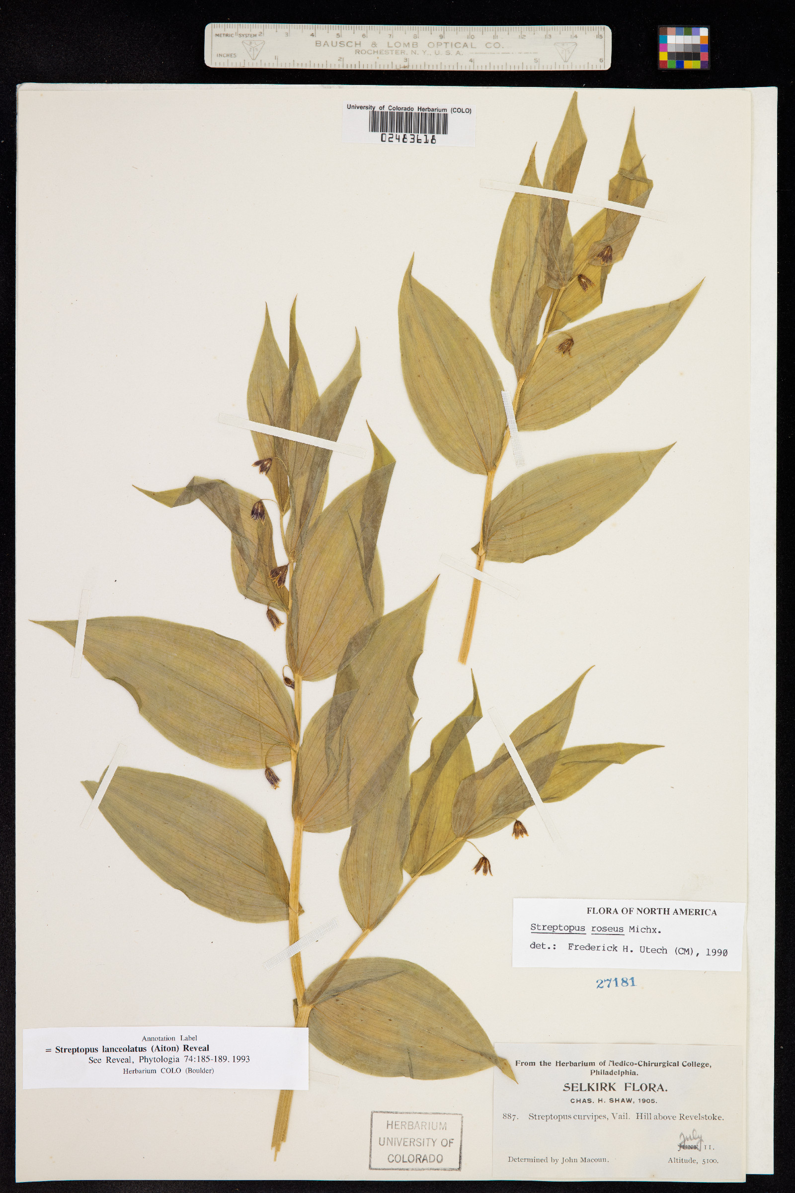 Streptopus lanceolatus image