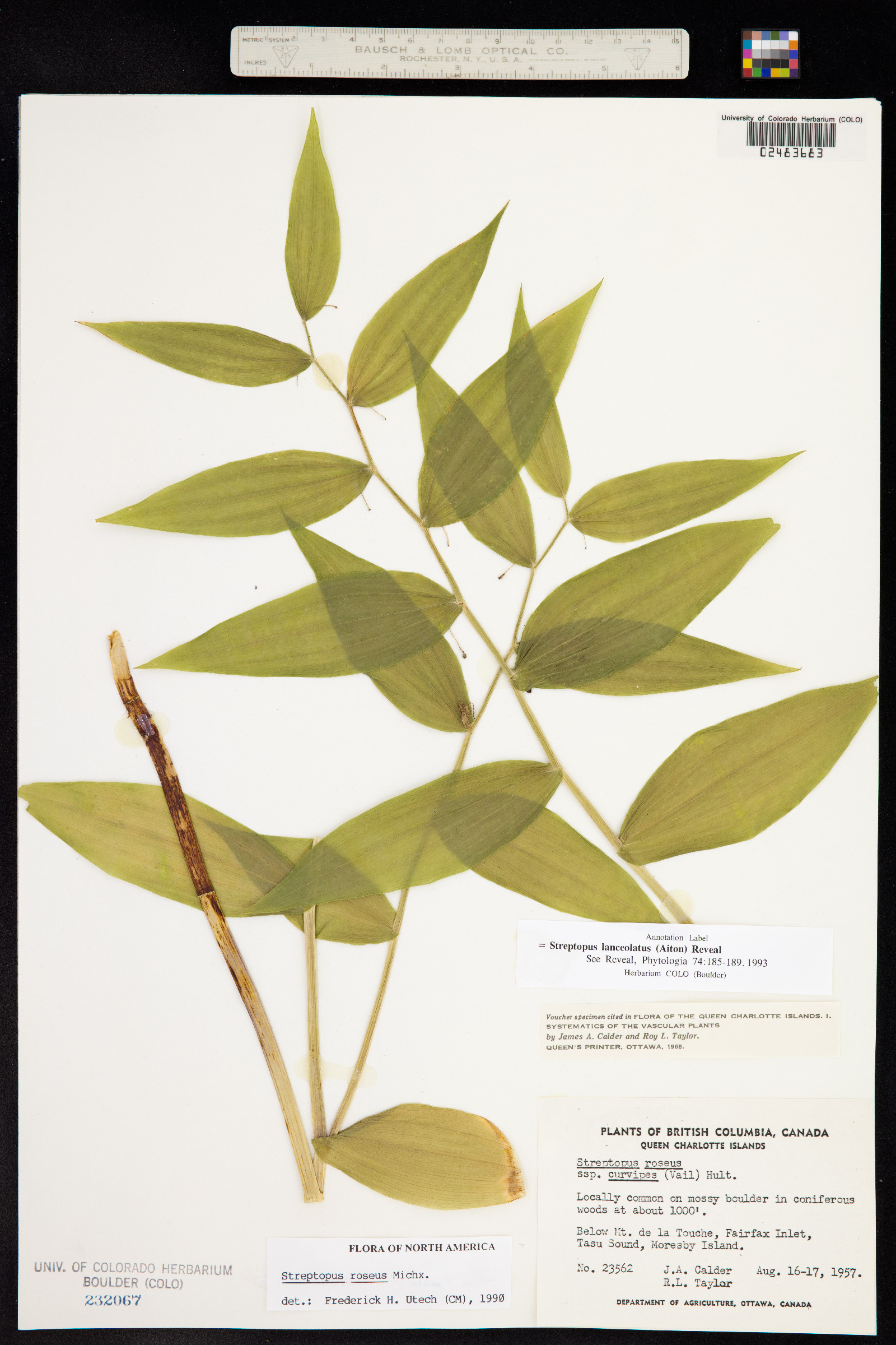 Streptopus lanceolatus image