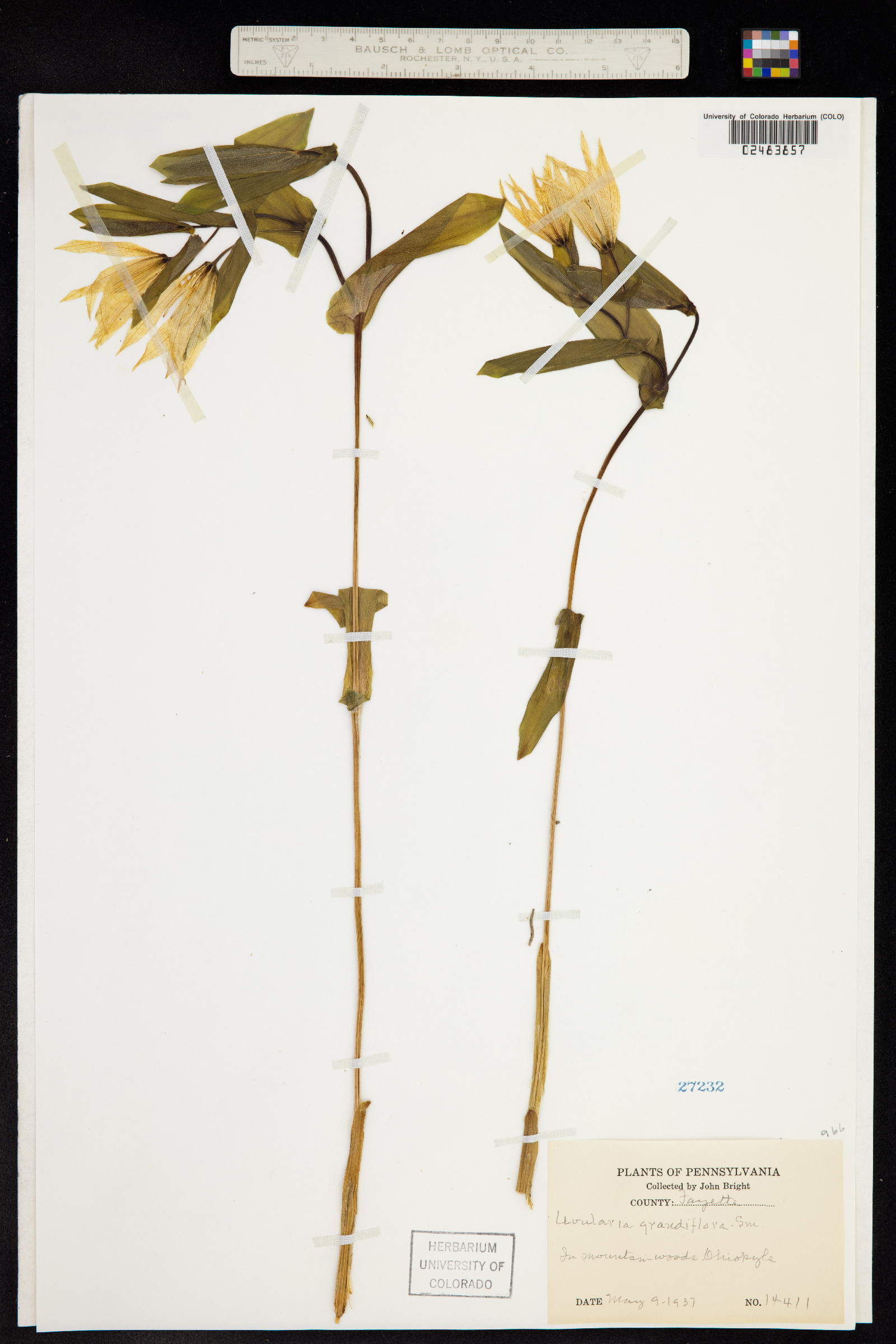 Uvularia grandiflora image