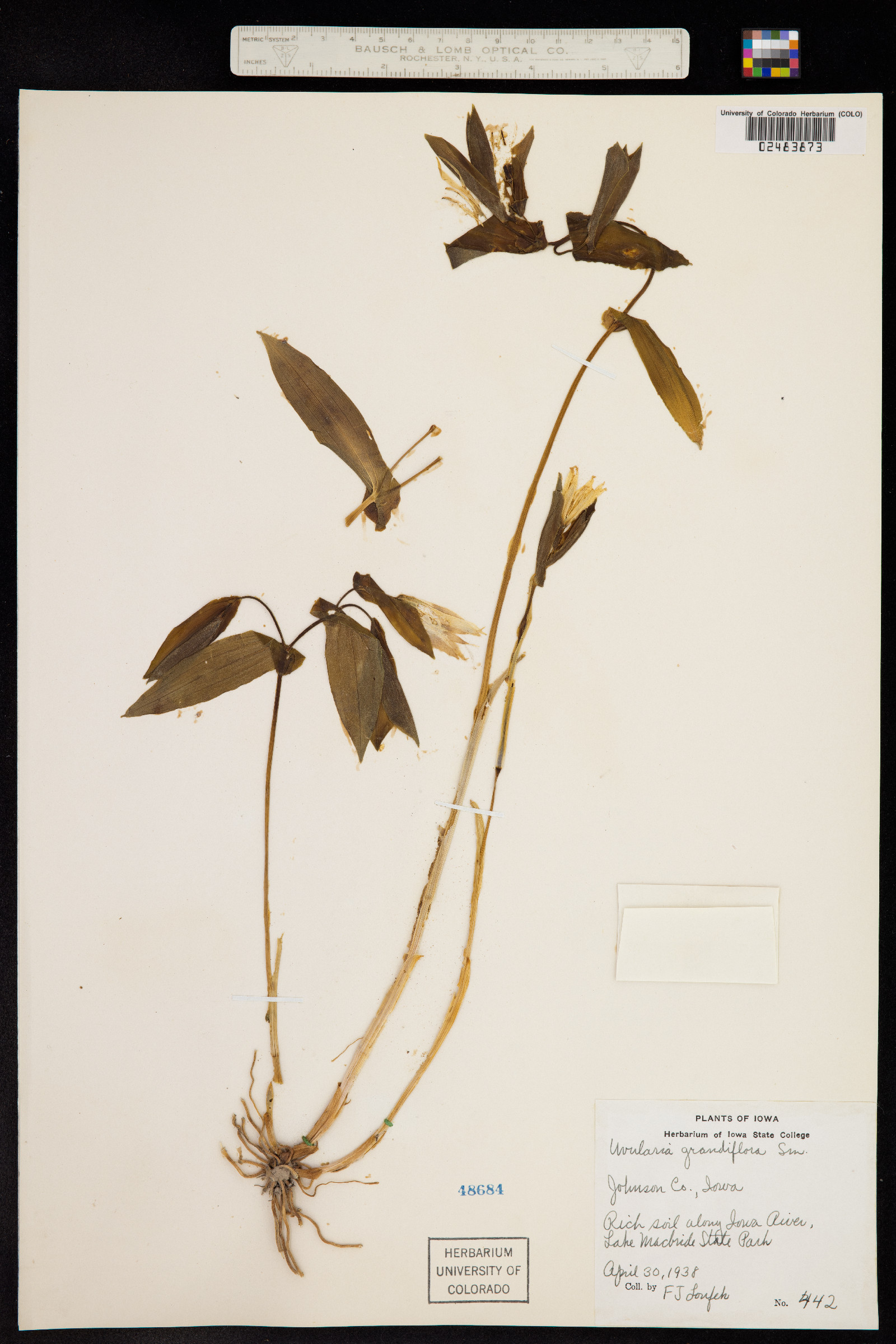 Uvularia grandiflora image