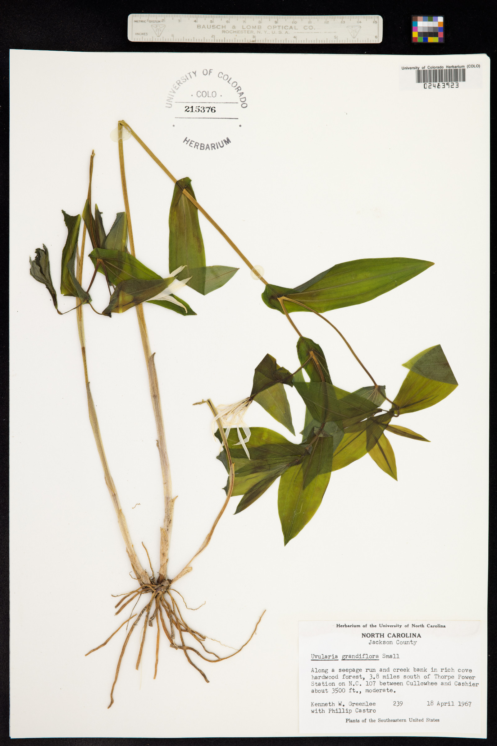 Uvularia grandiflora image