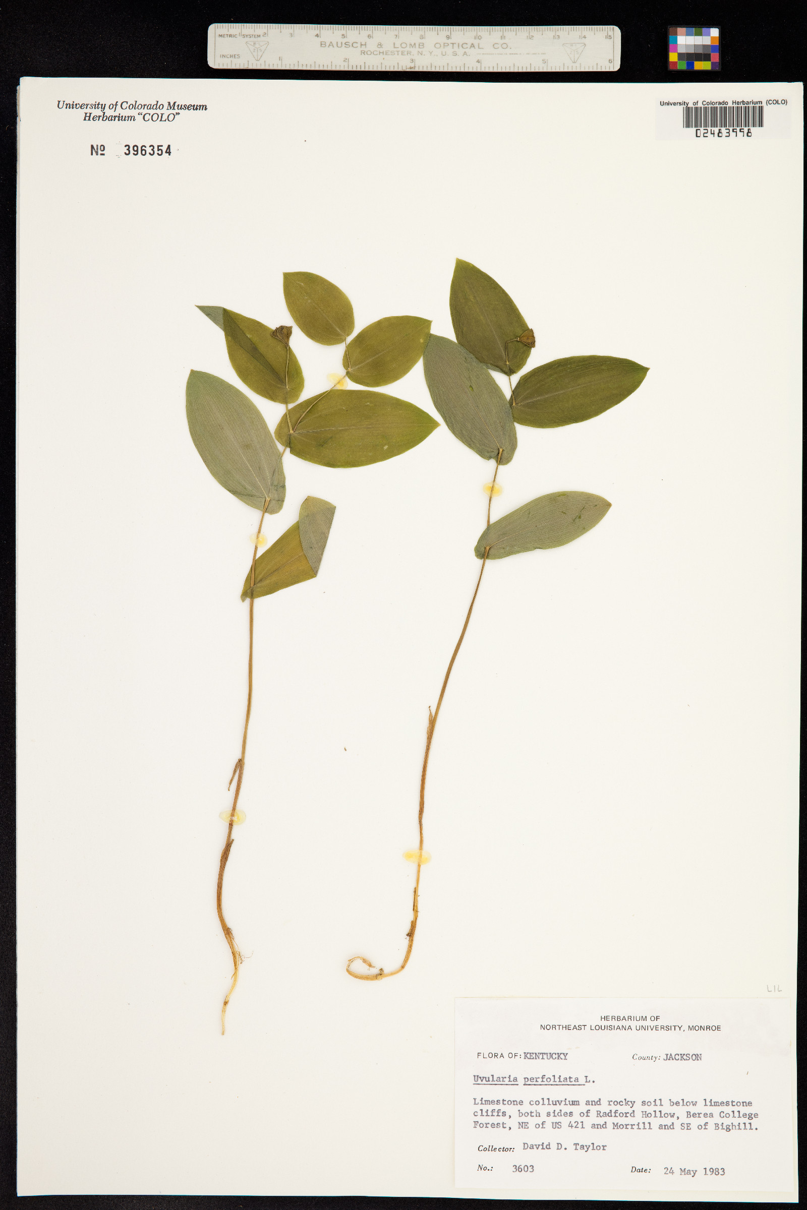 Uvularia perfoliata image