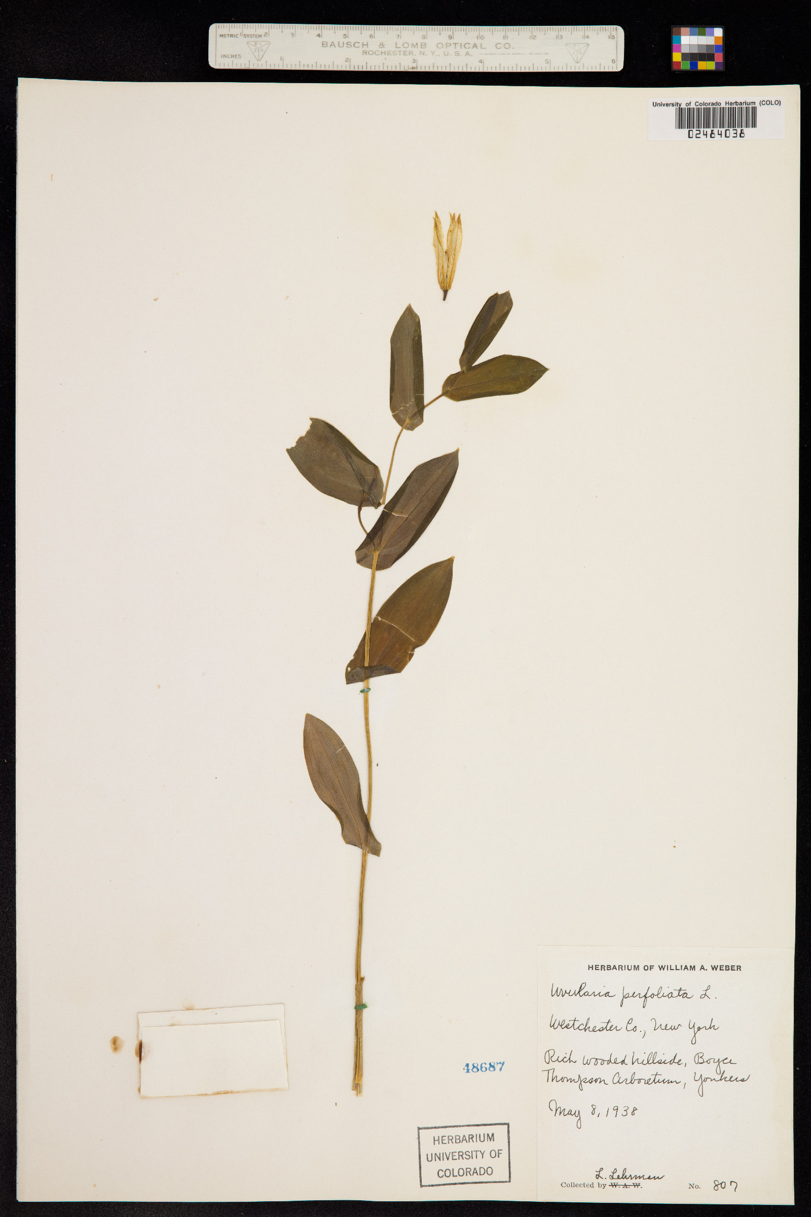 Uvularia perfoliata image