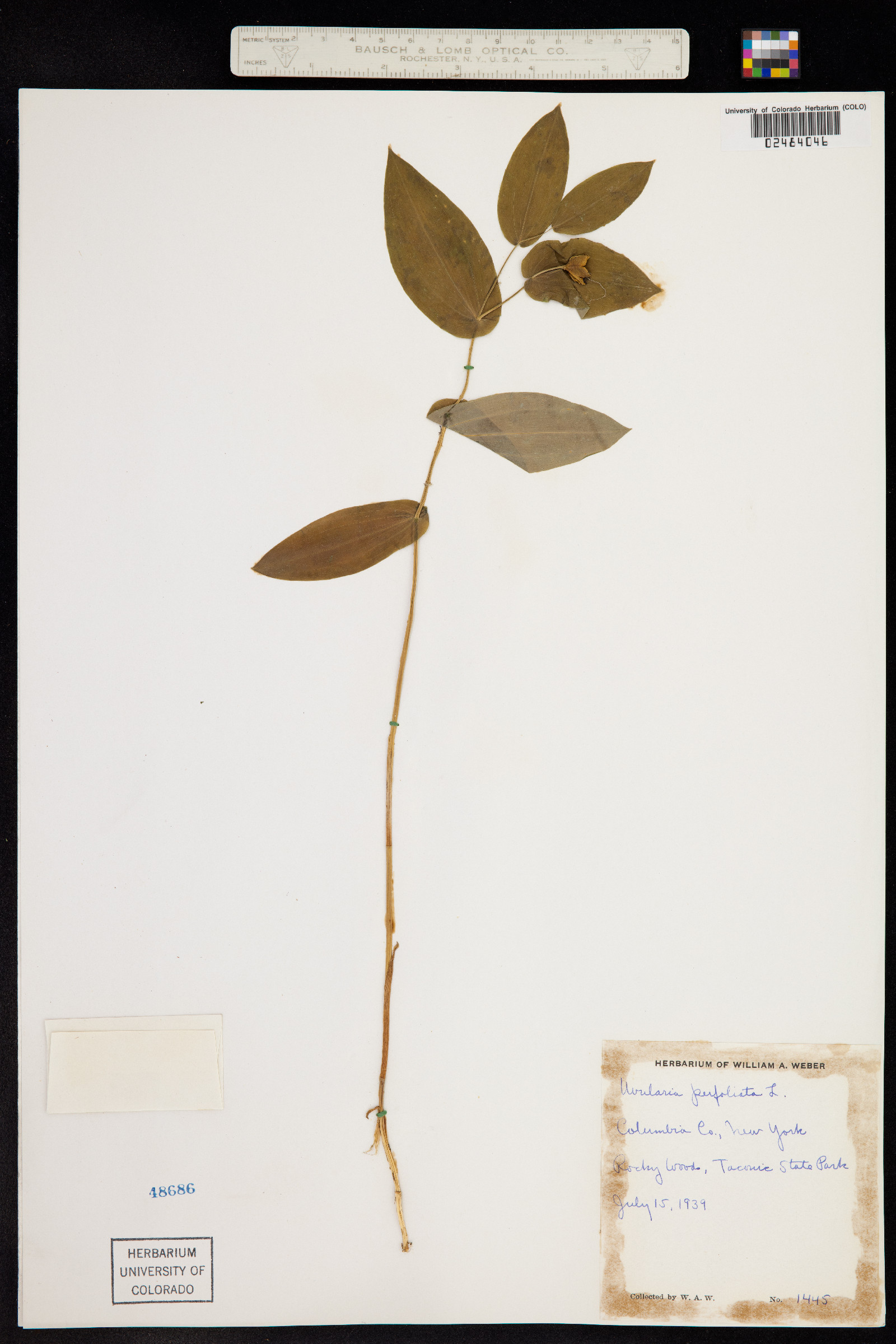 Uvularia perfoliata image