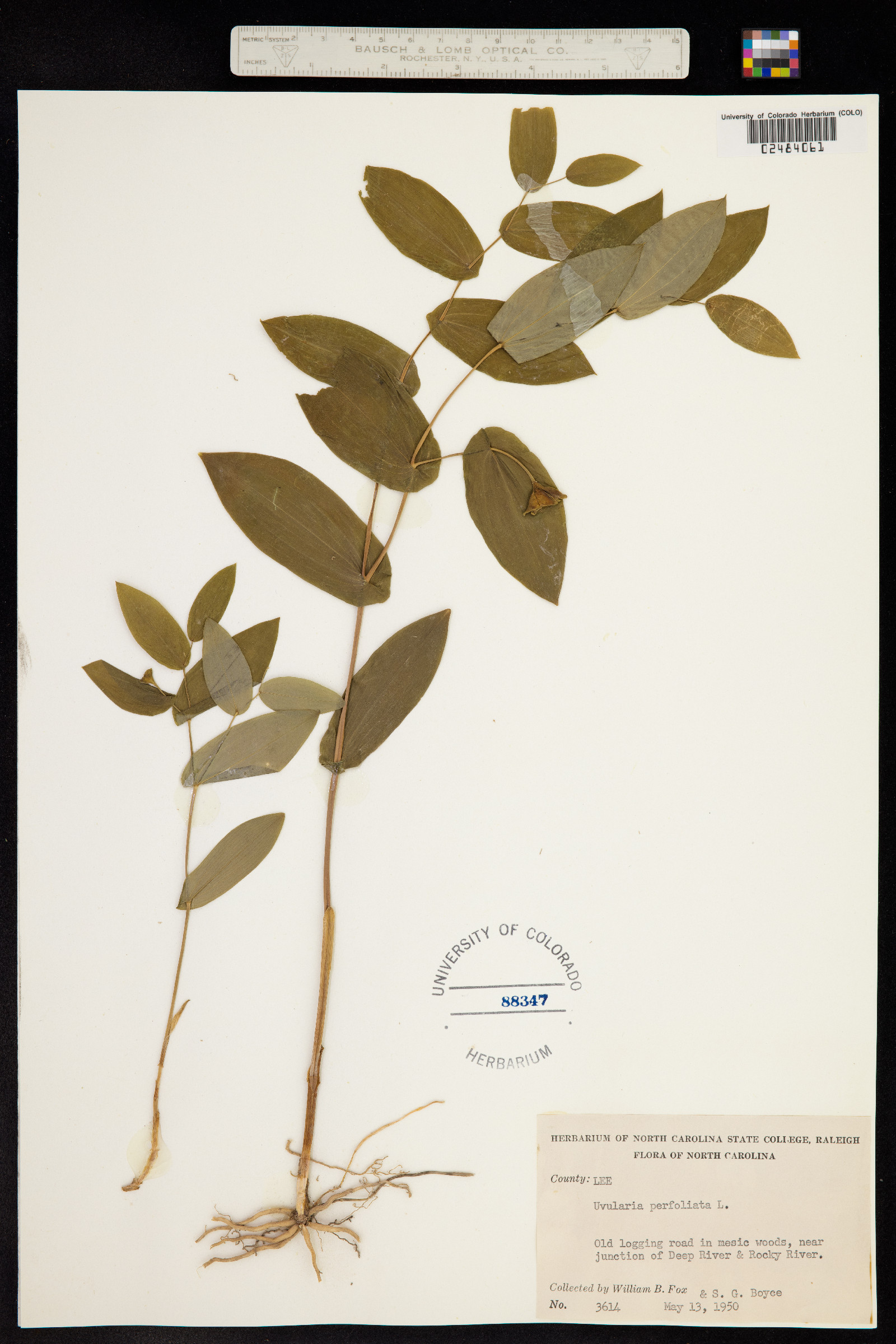 Uvularia perfoliata image