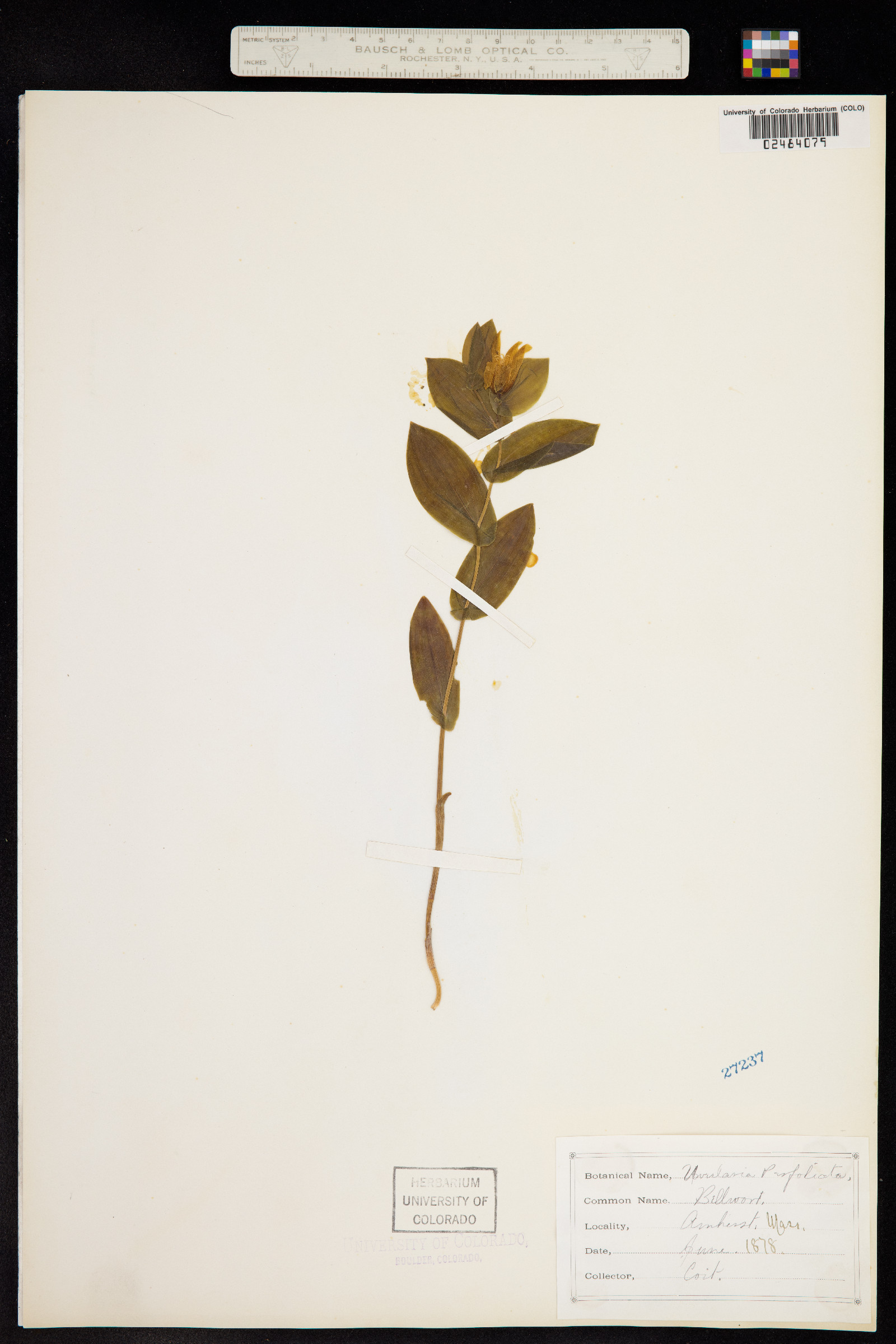 Uvularia perfoliata image