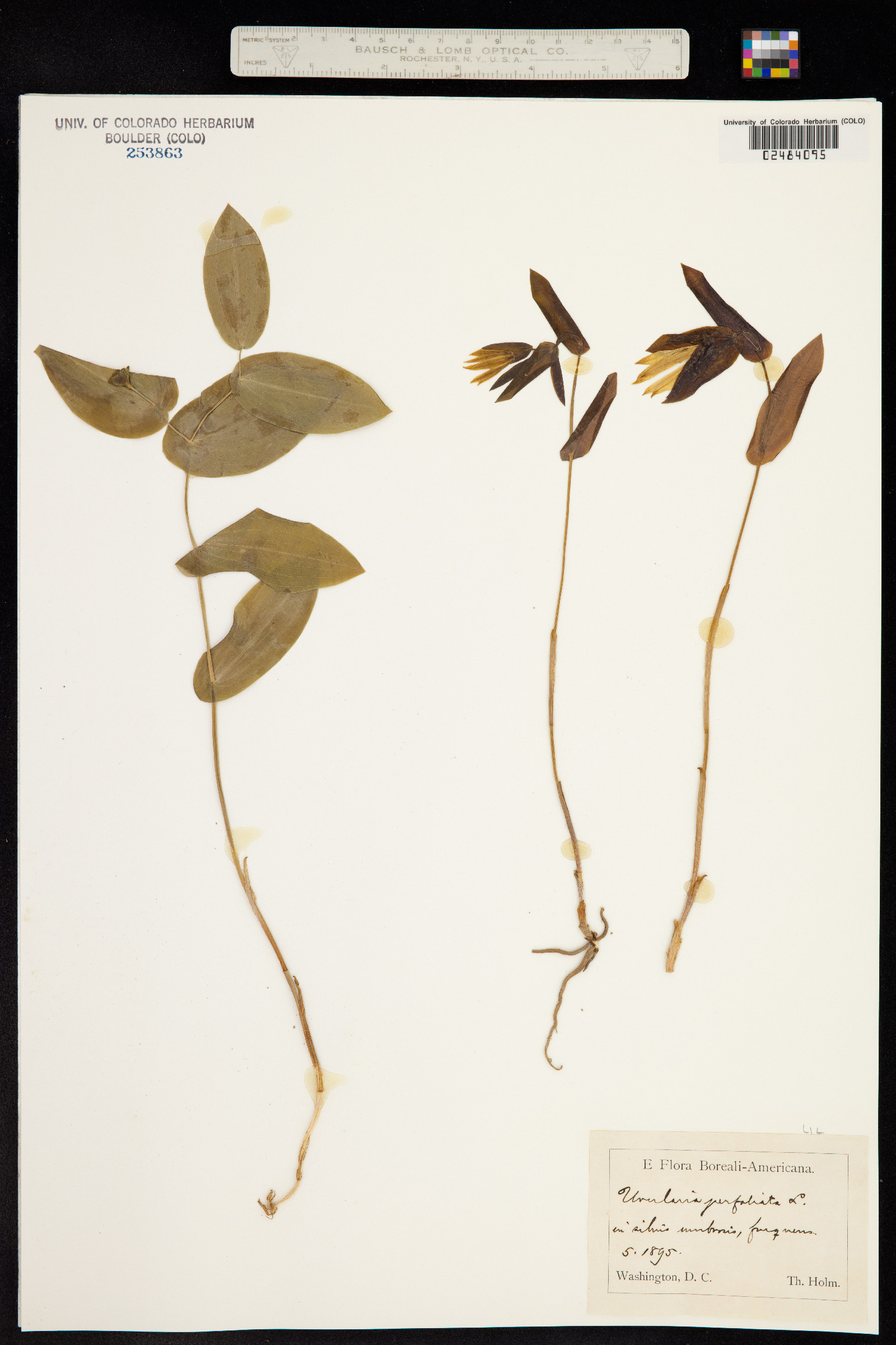 Uvularia perfoliata image