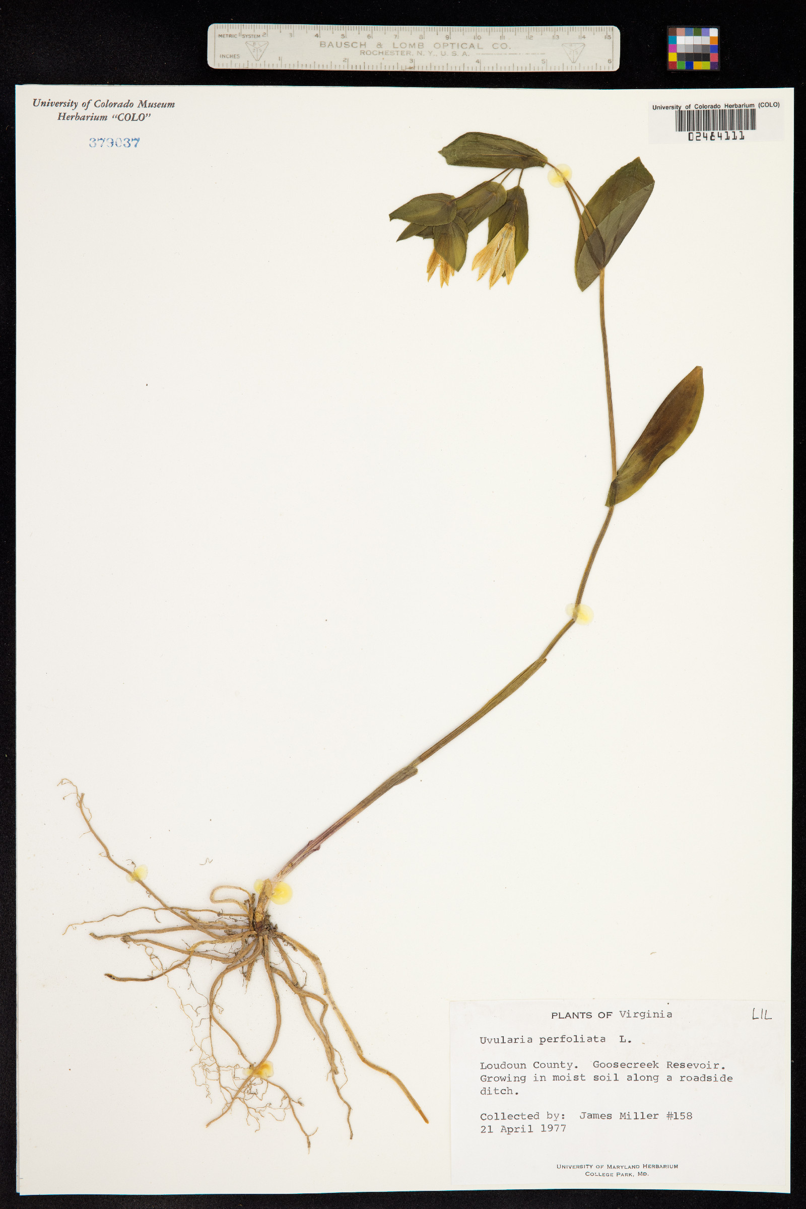 Uvularia perfoliata image