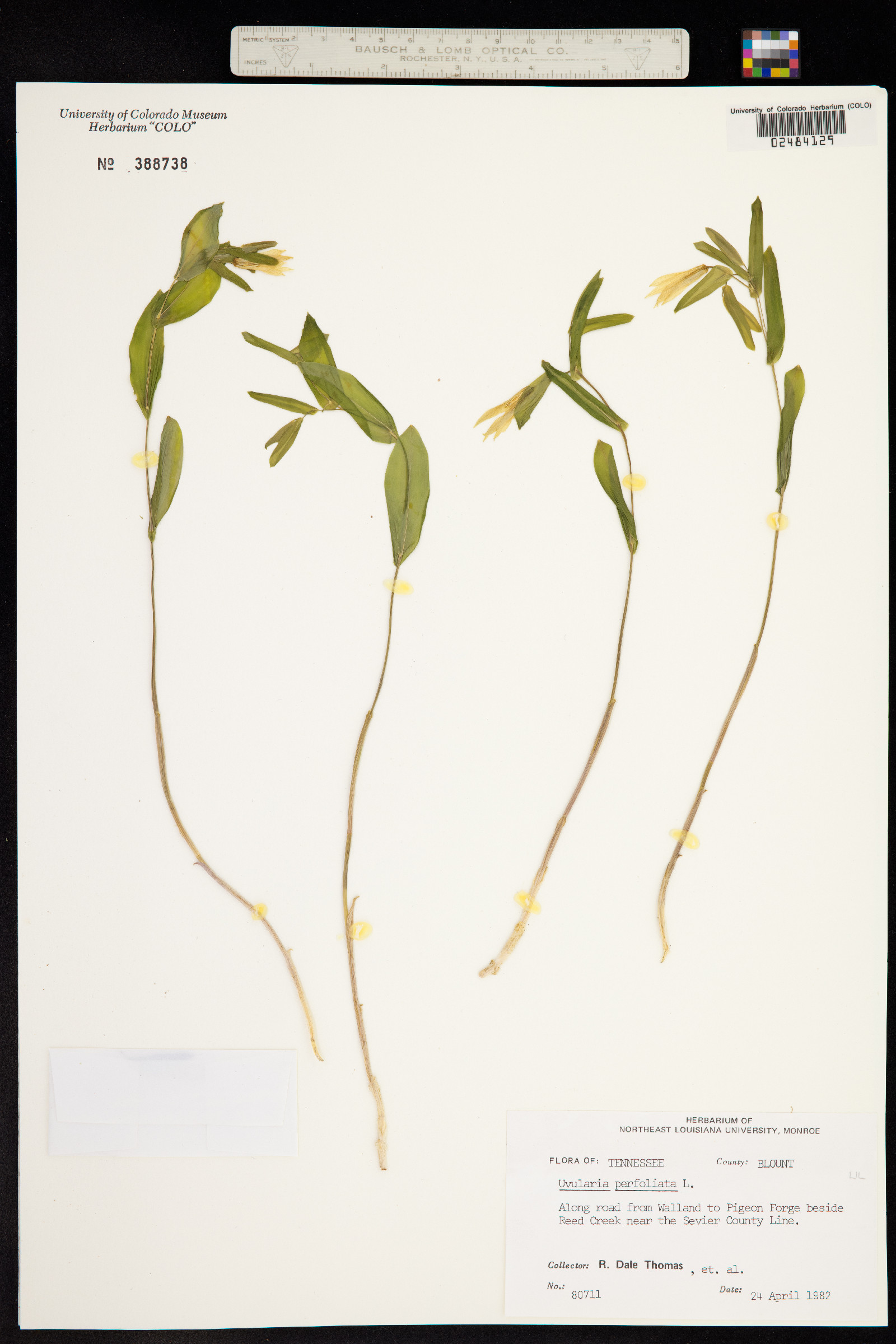 Uvularia perfoliata image