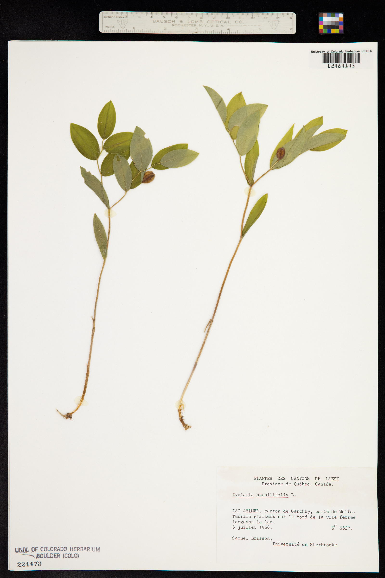 Uvularia sessilifolia image