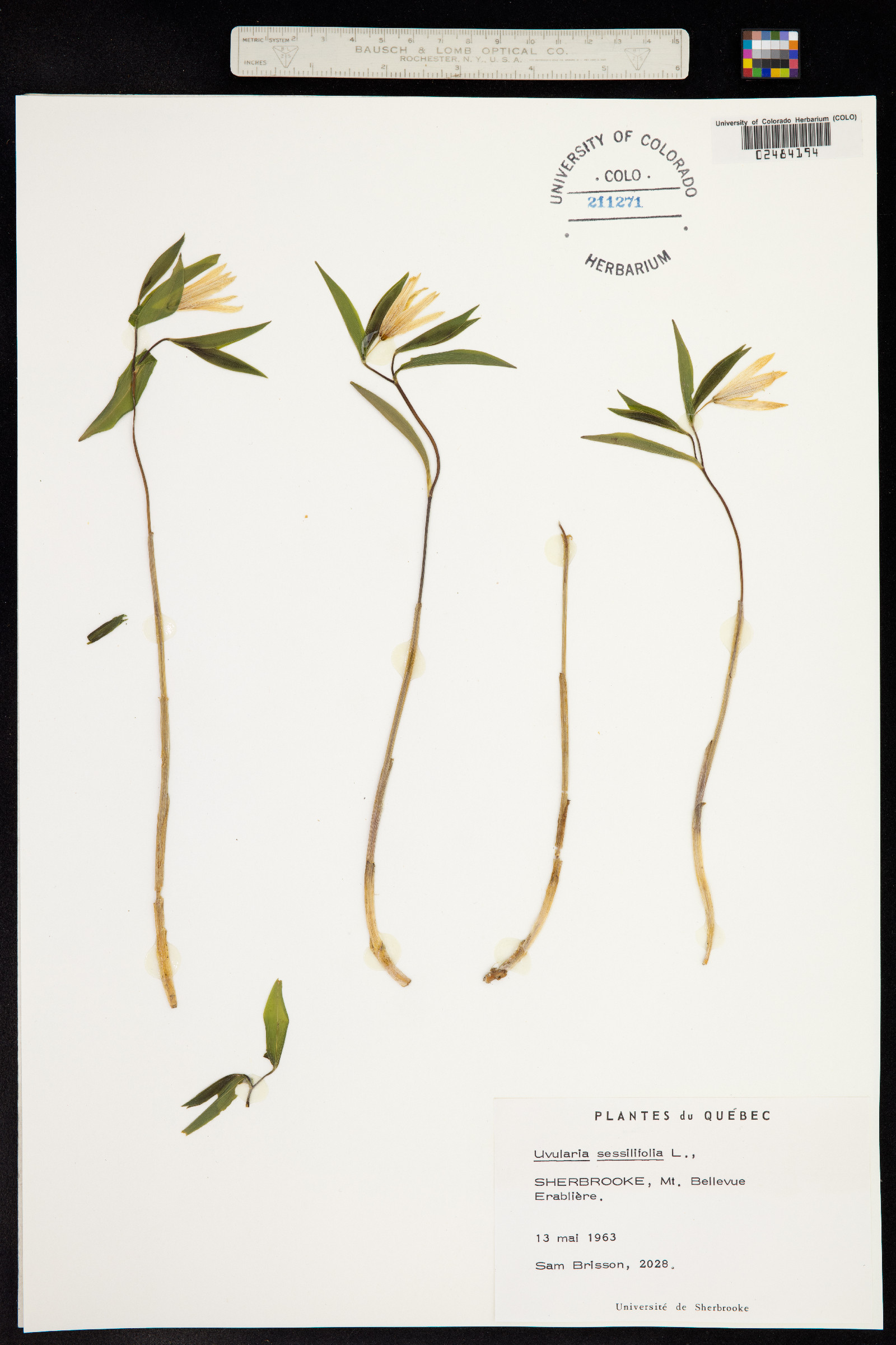 Uvularia sessilifolia image