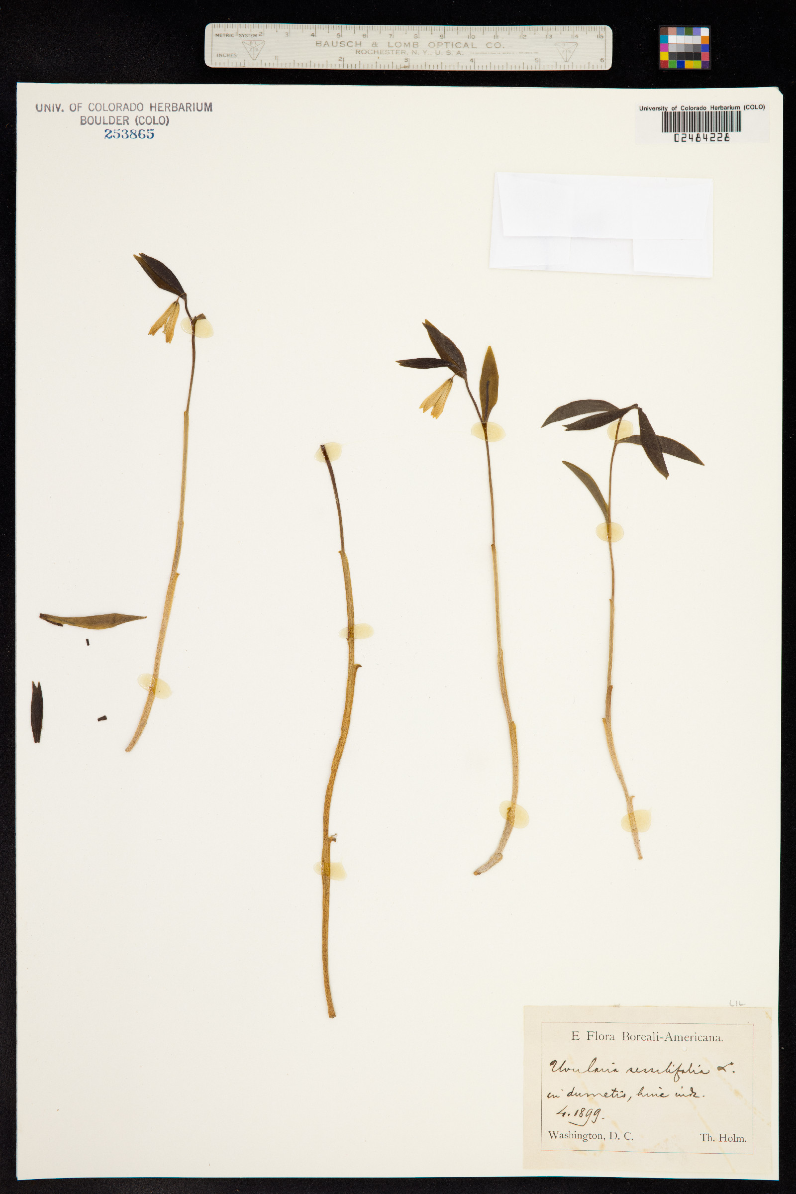 Uvularia sessilifolia image