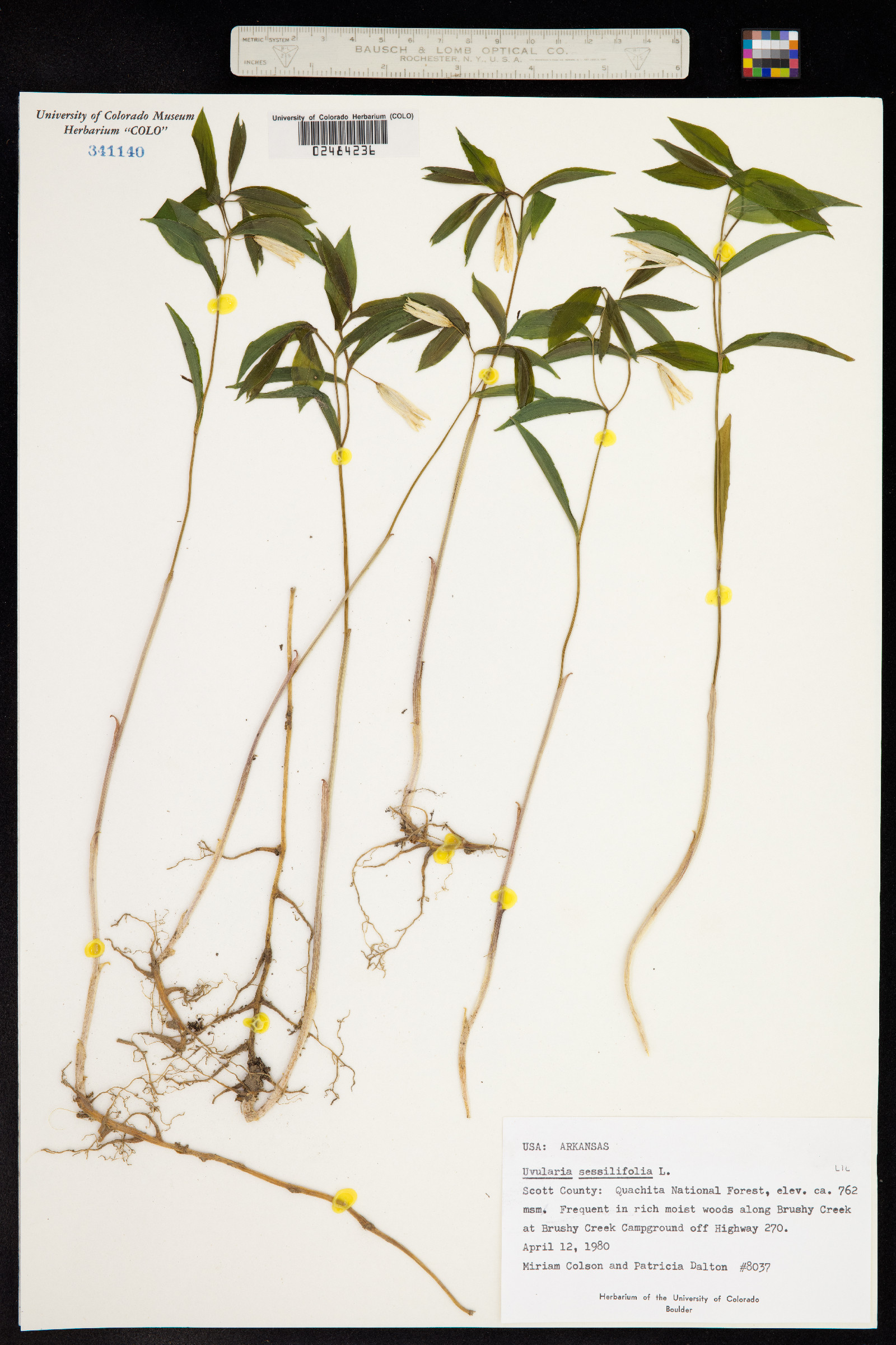Uvularia sessilifolia image