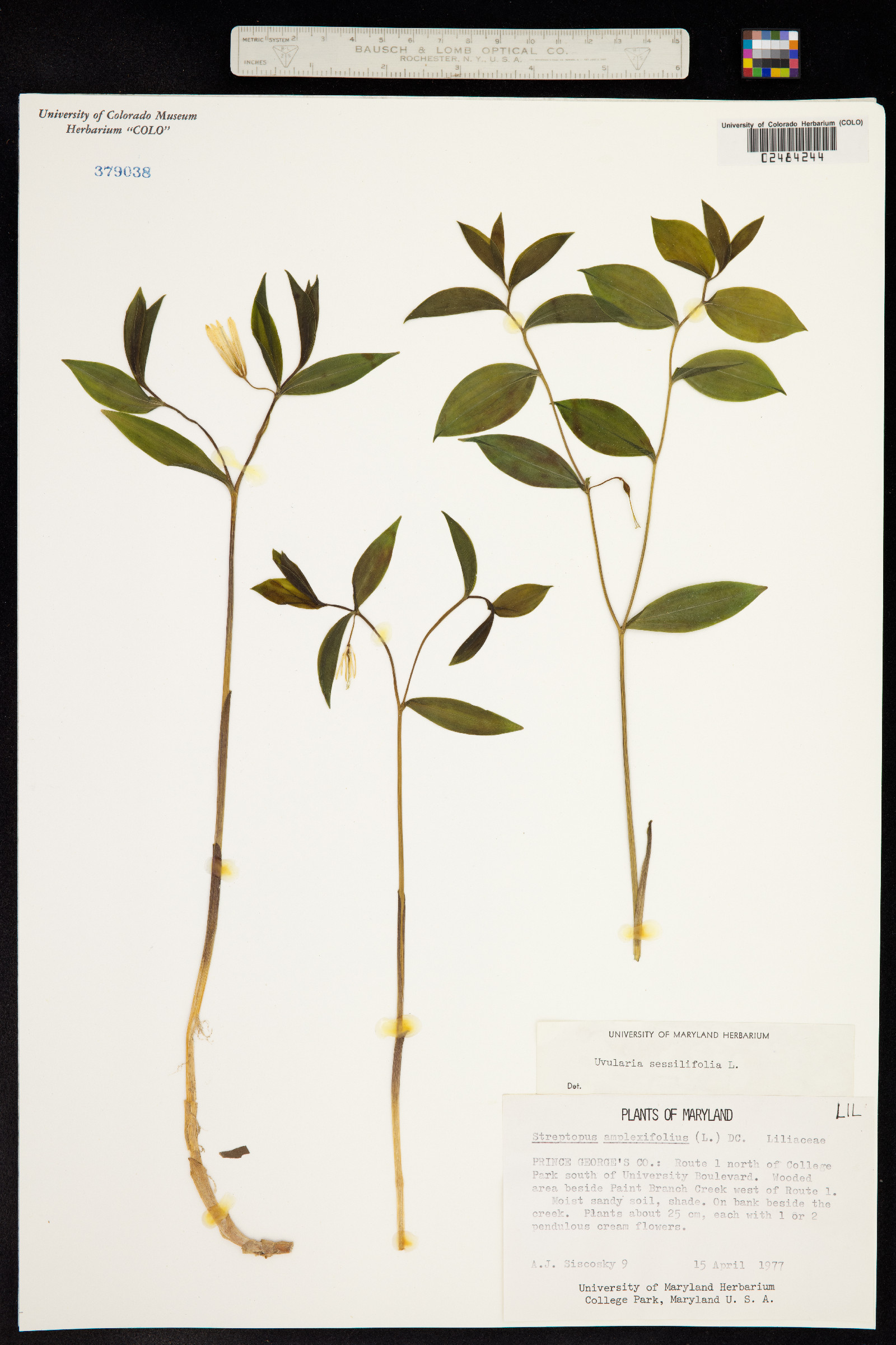 Uvularia sessilifolia image
