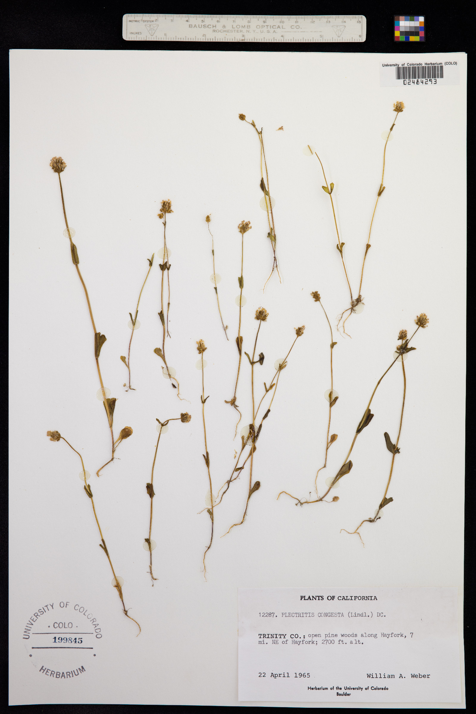Plectritis congesta image