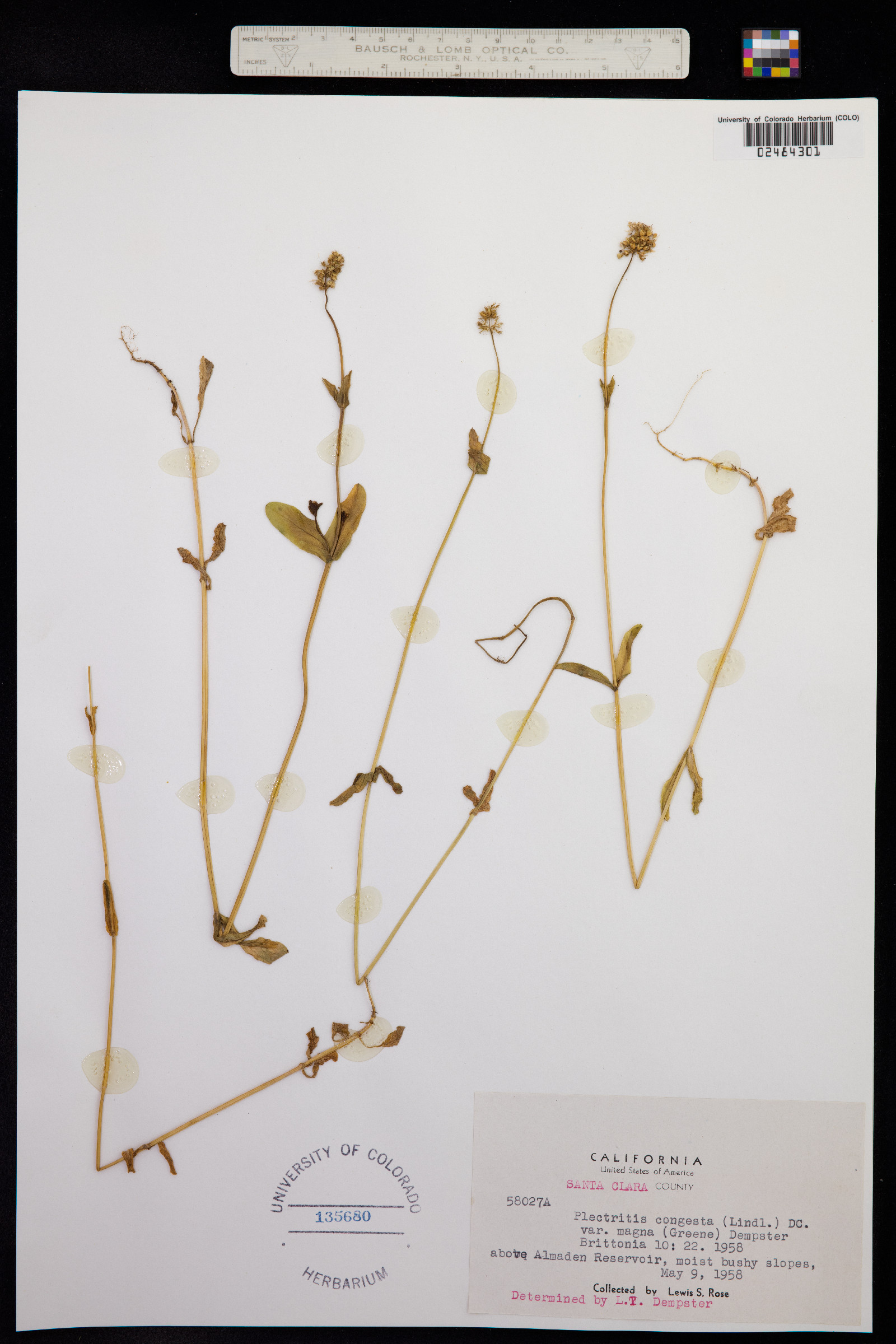 Plectritis congesta image