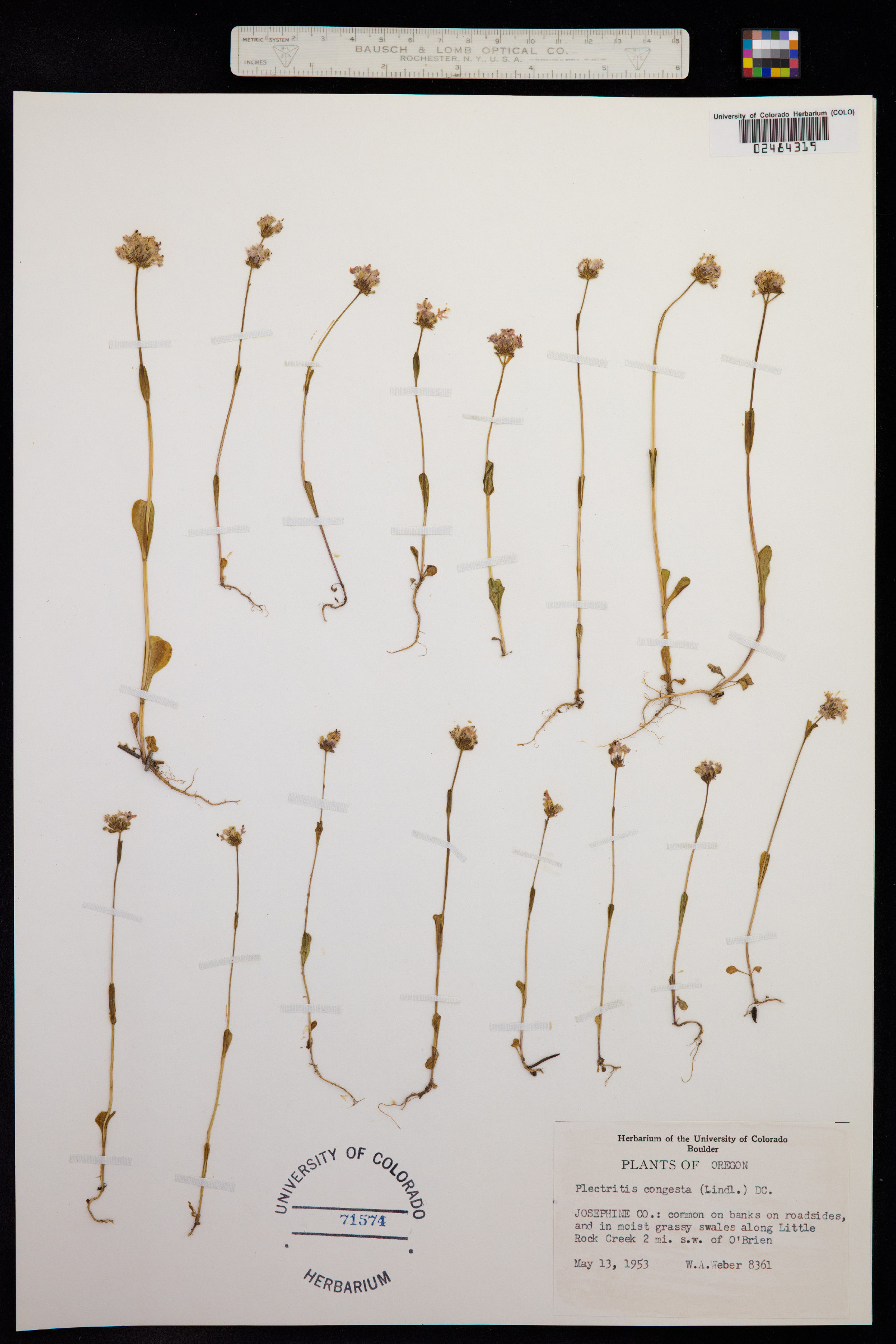 Plectritis congesta image