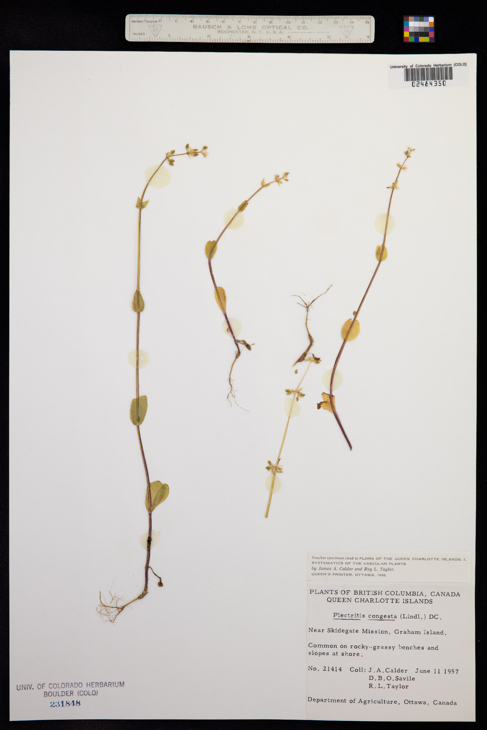 Plectritis congesta image