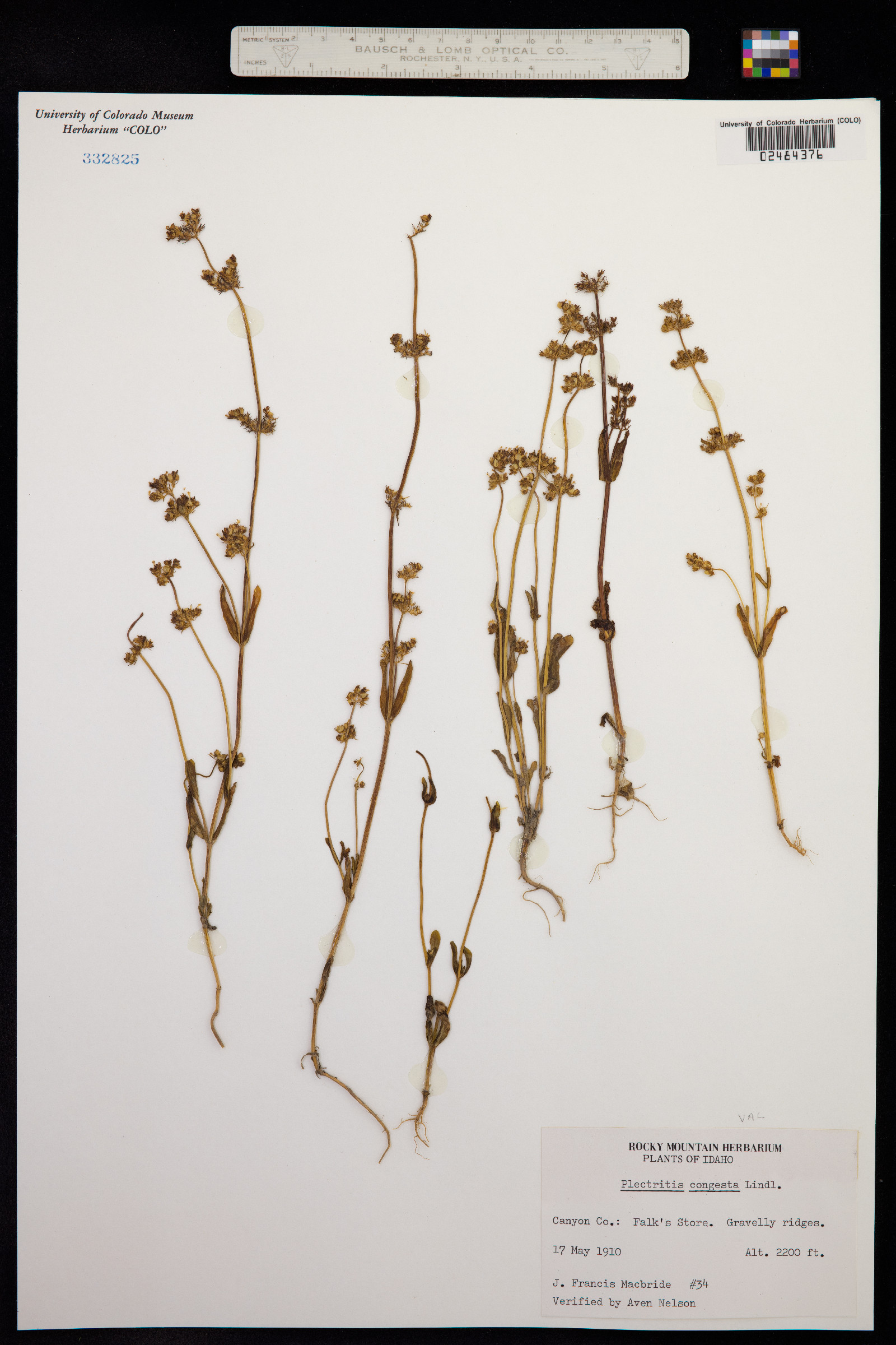 Plectritis congesta image