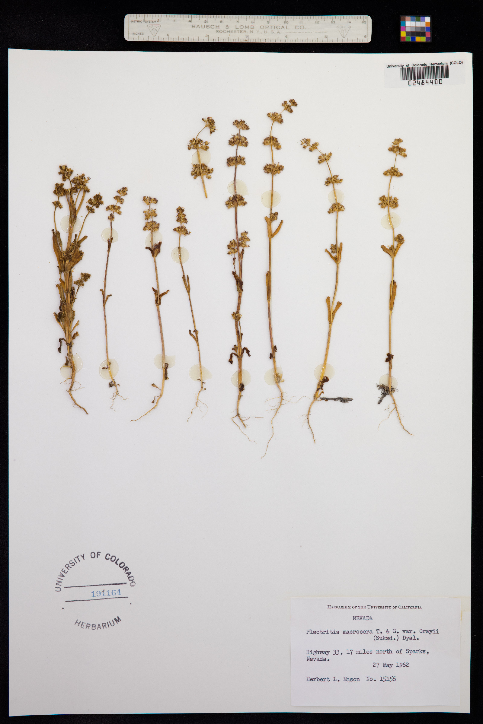 Plectritis macrocera image