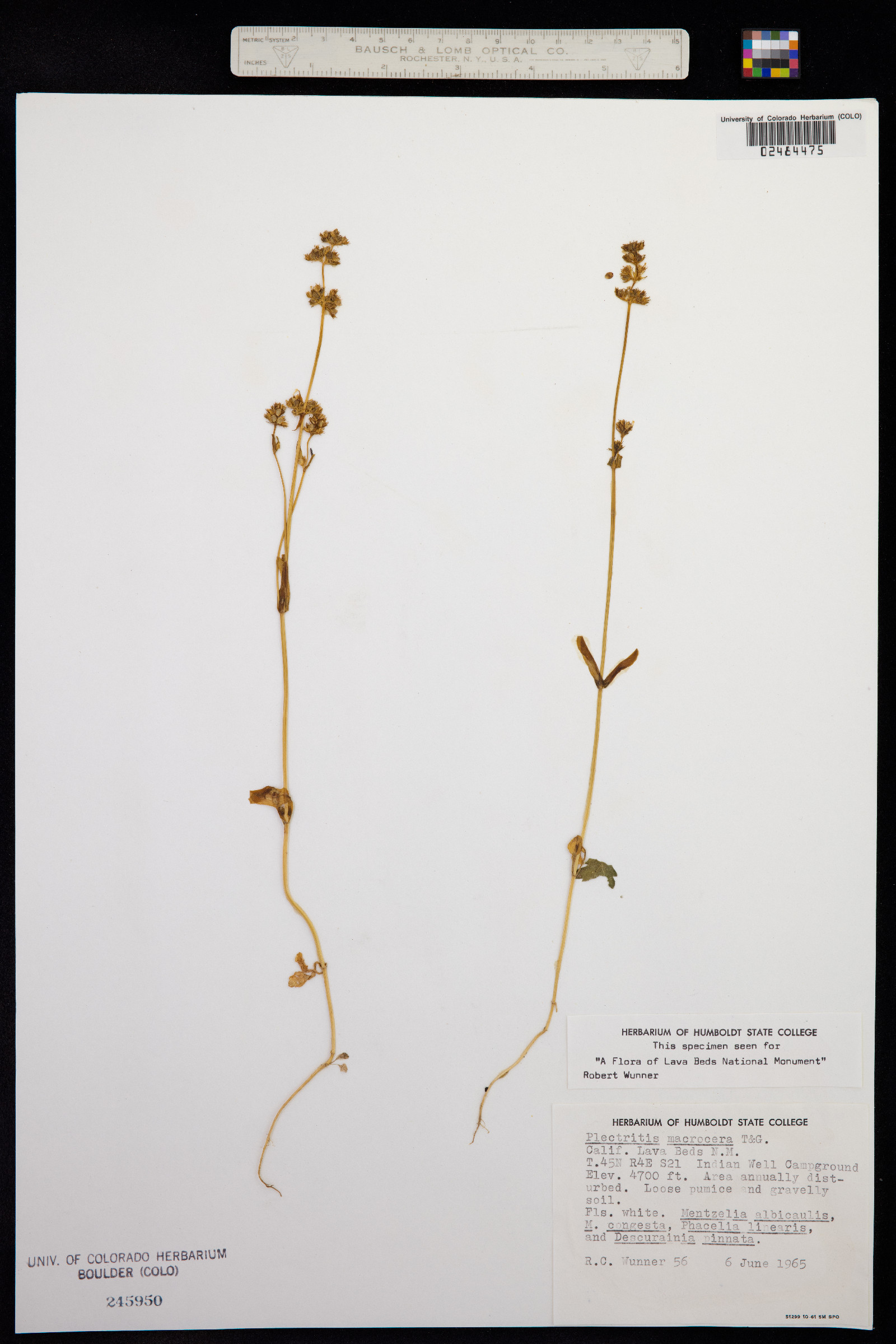 Plectritis macrocera image