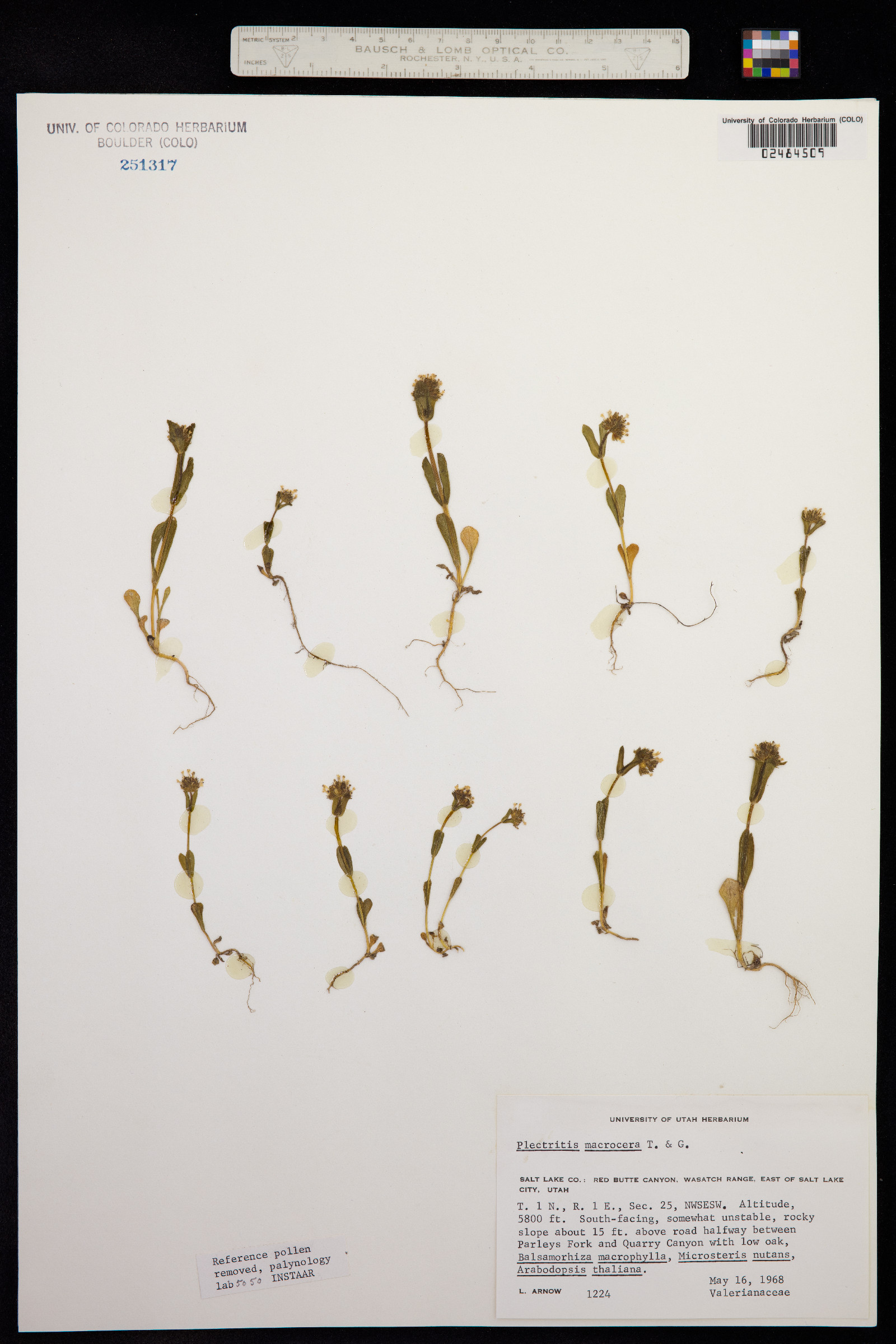 Plectritis macrocera image