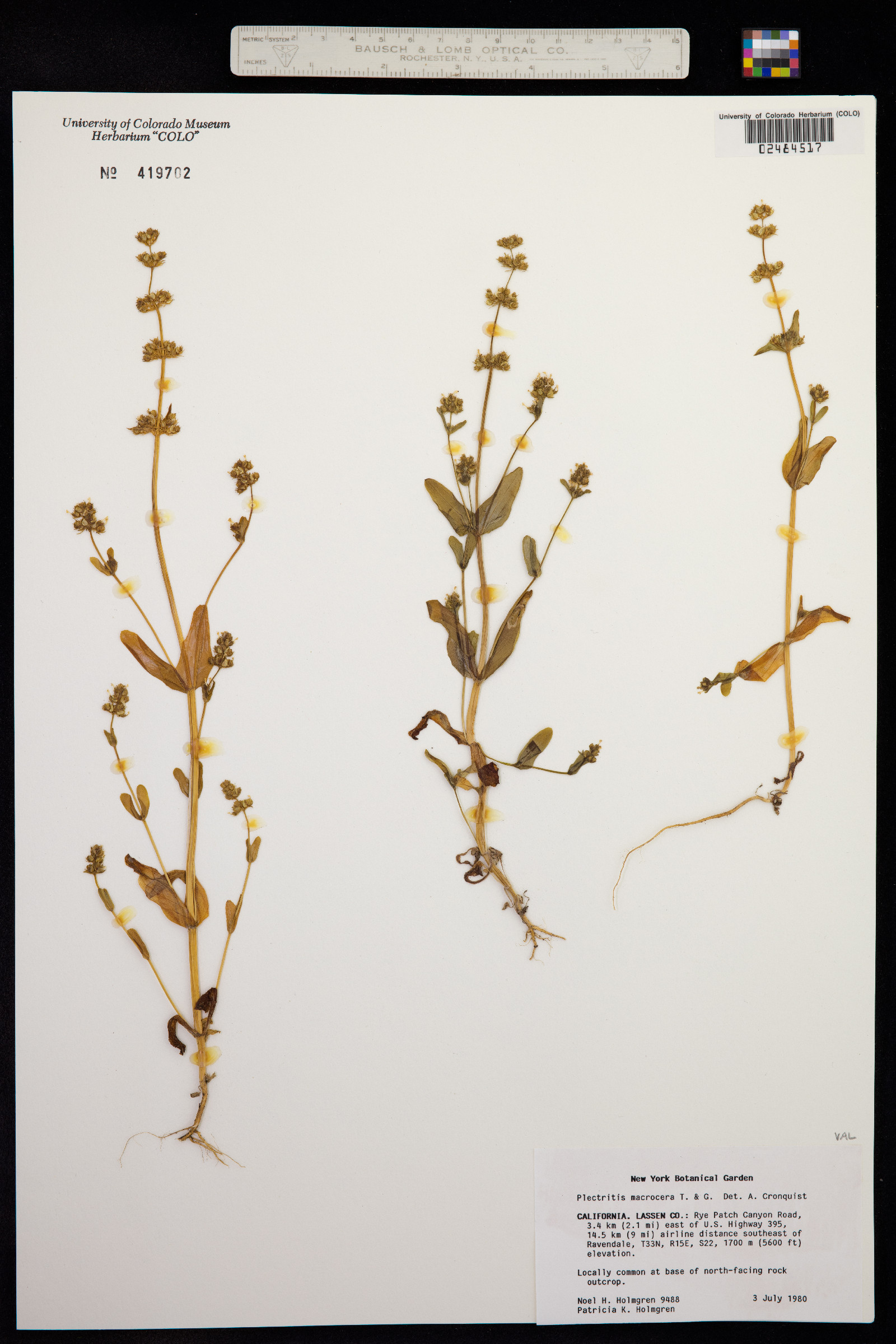 Plectritis macrocera image