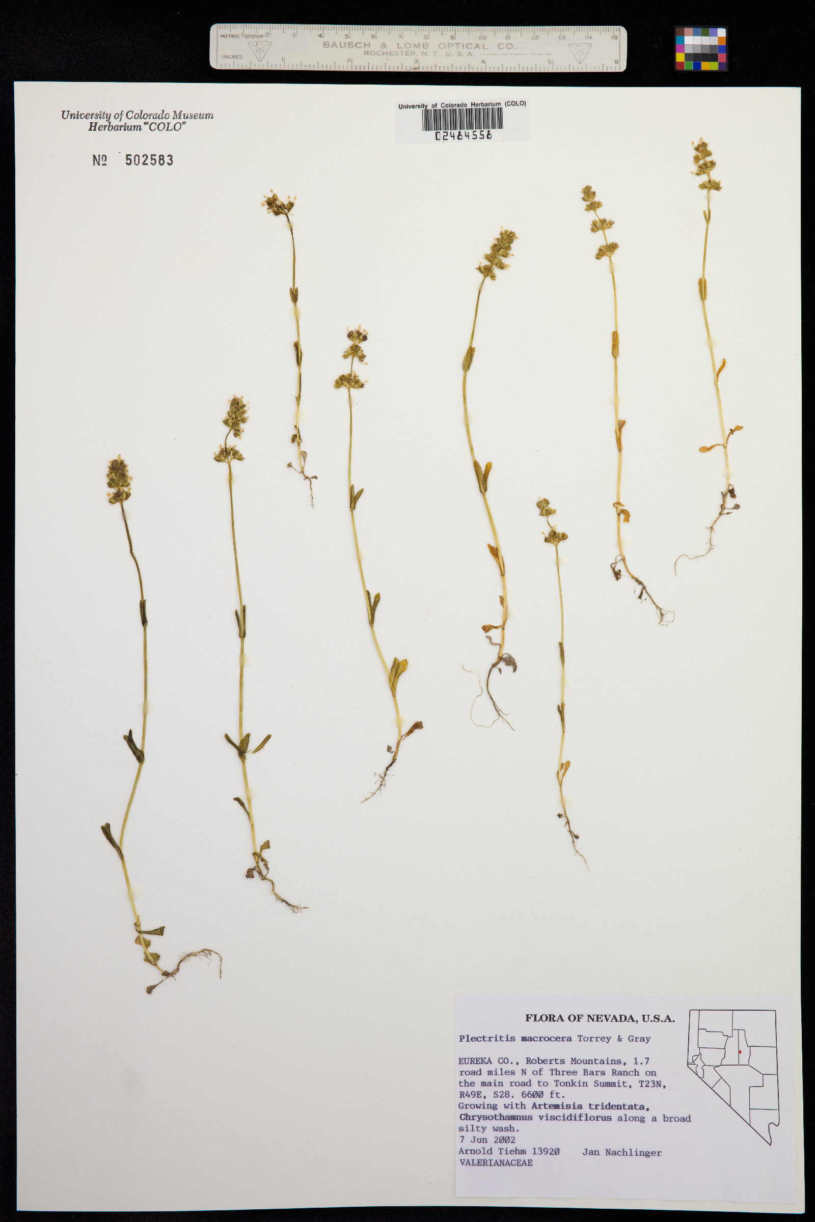 Plectritis macrocera image